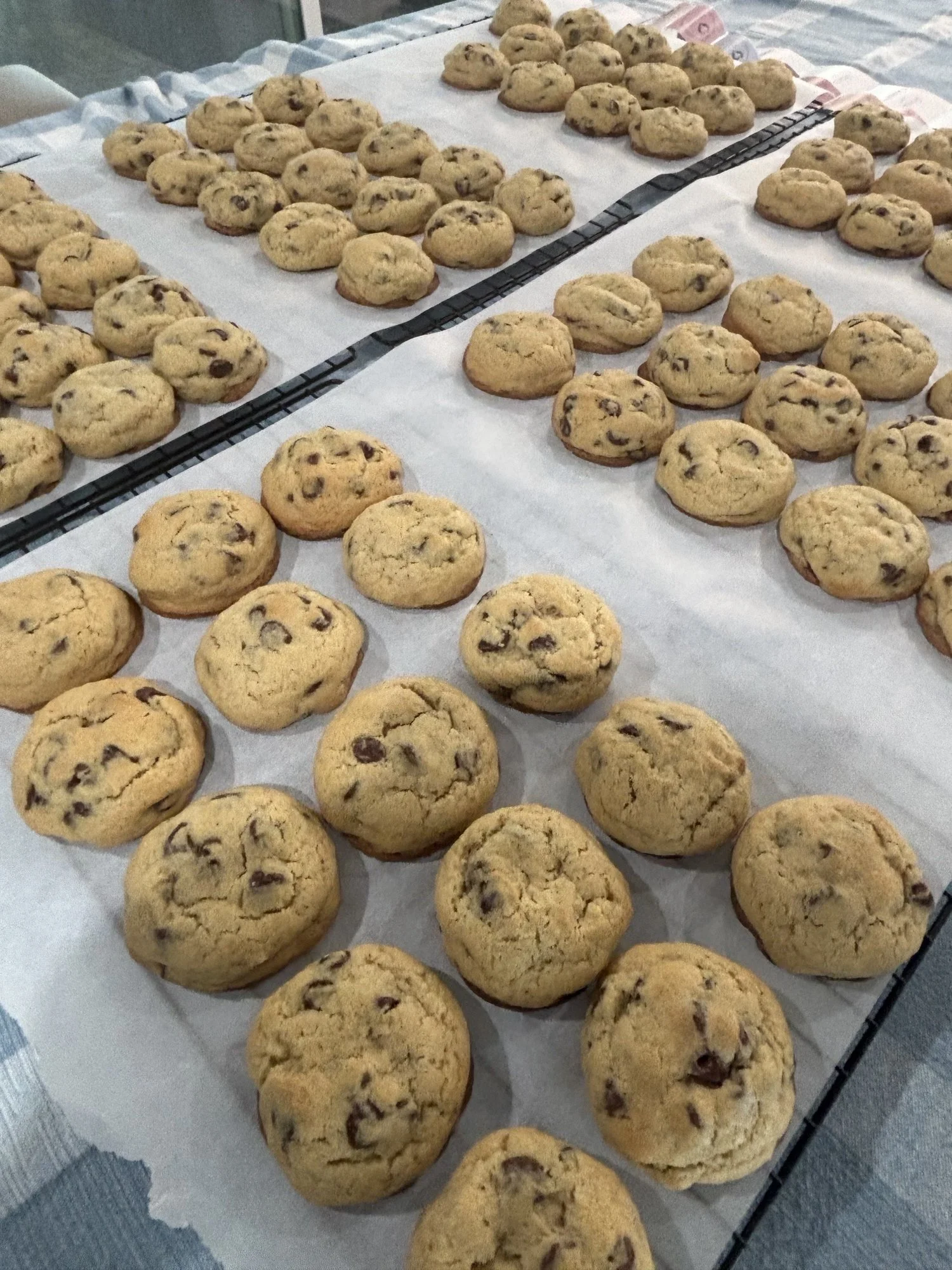Chocolate Chip.jpeg