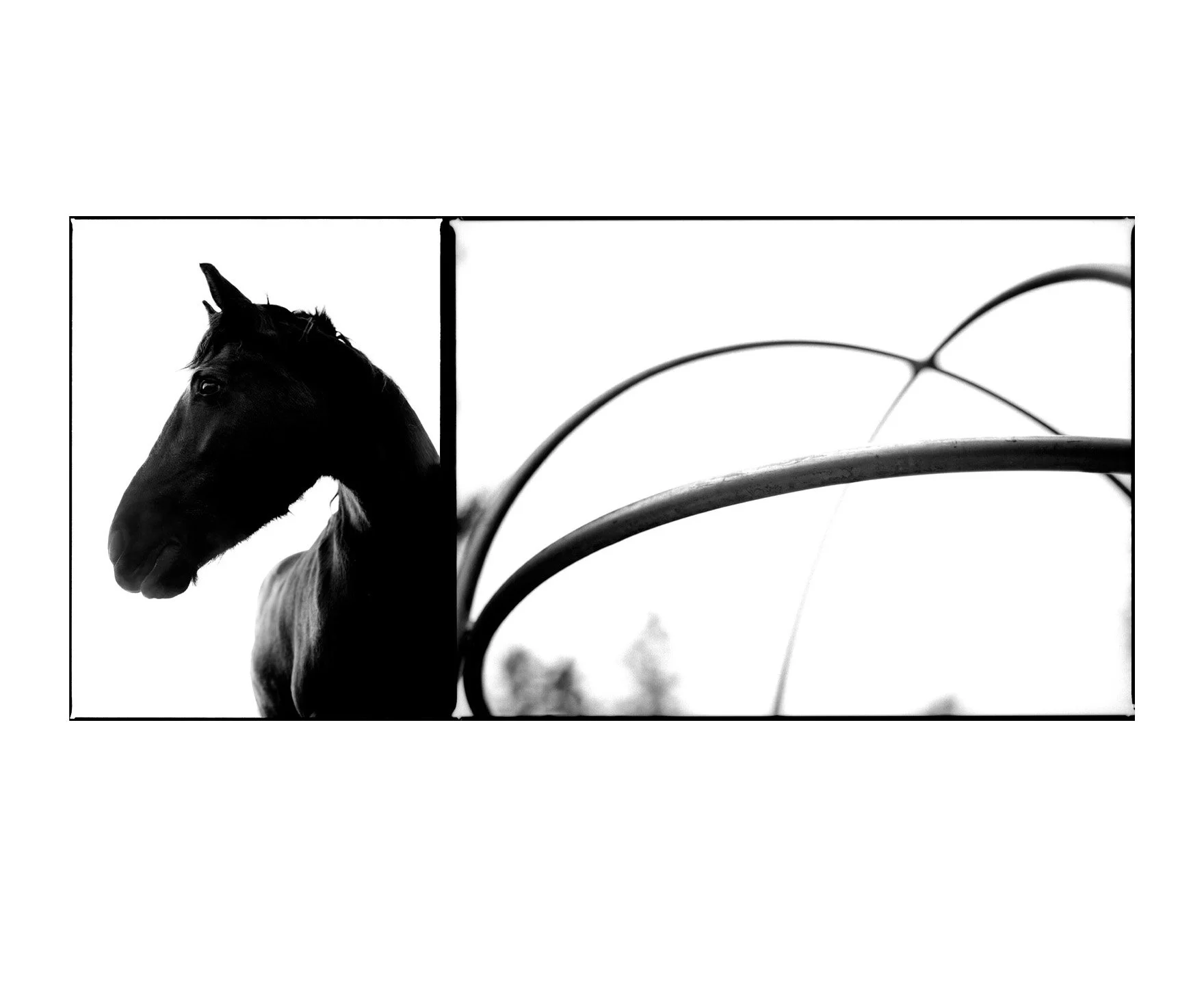 360 horse arcs.jpg