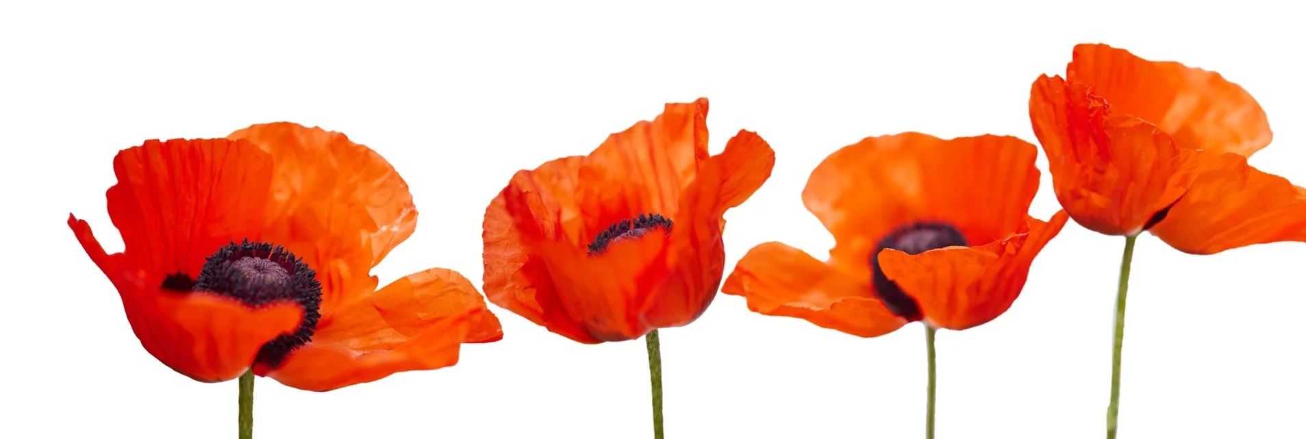 Four Poppies.jpg