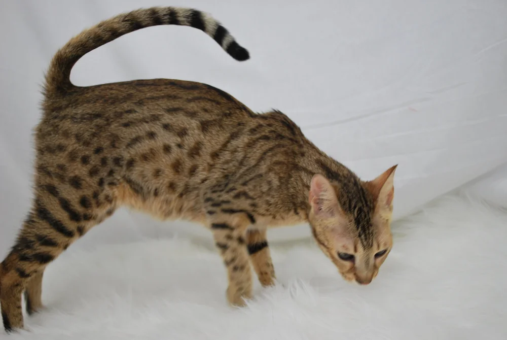 Savannah Kittens - Kitten For Sale - Savannah Cats