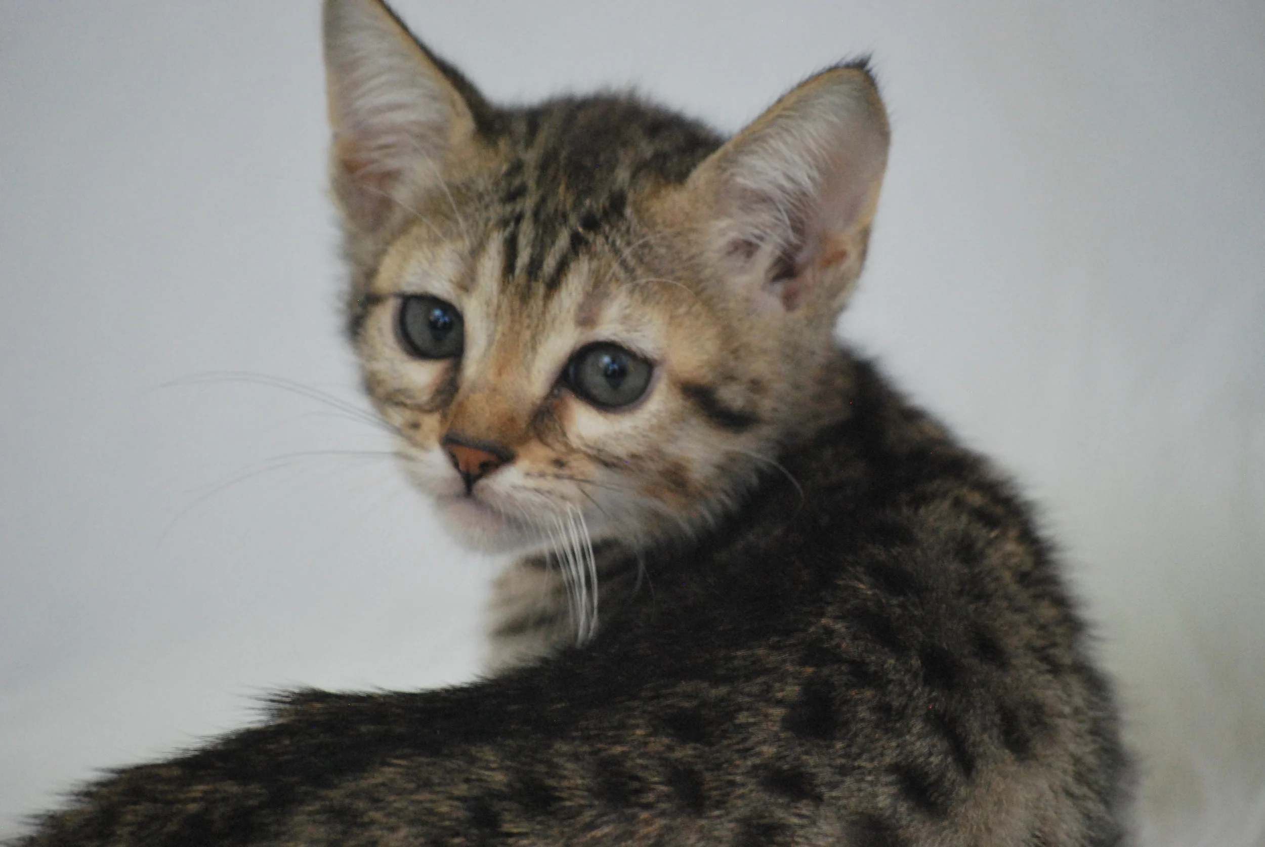 Southern Savannah Cats