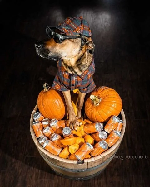 This weekend at both 4 Noses Taprooms, its all about the dogs! 
Tomorrow at the Park Hill taproom we are having our Ghouls N Drools event. Doggy Costume contest! Winner gets free beer and pup treats! Starts at 2 PM. 
Sunday we are hosting @soul