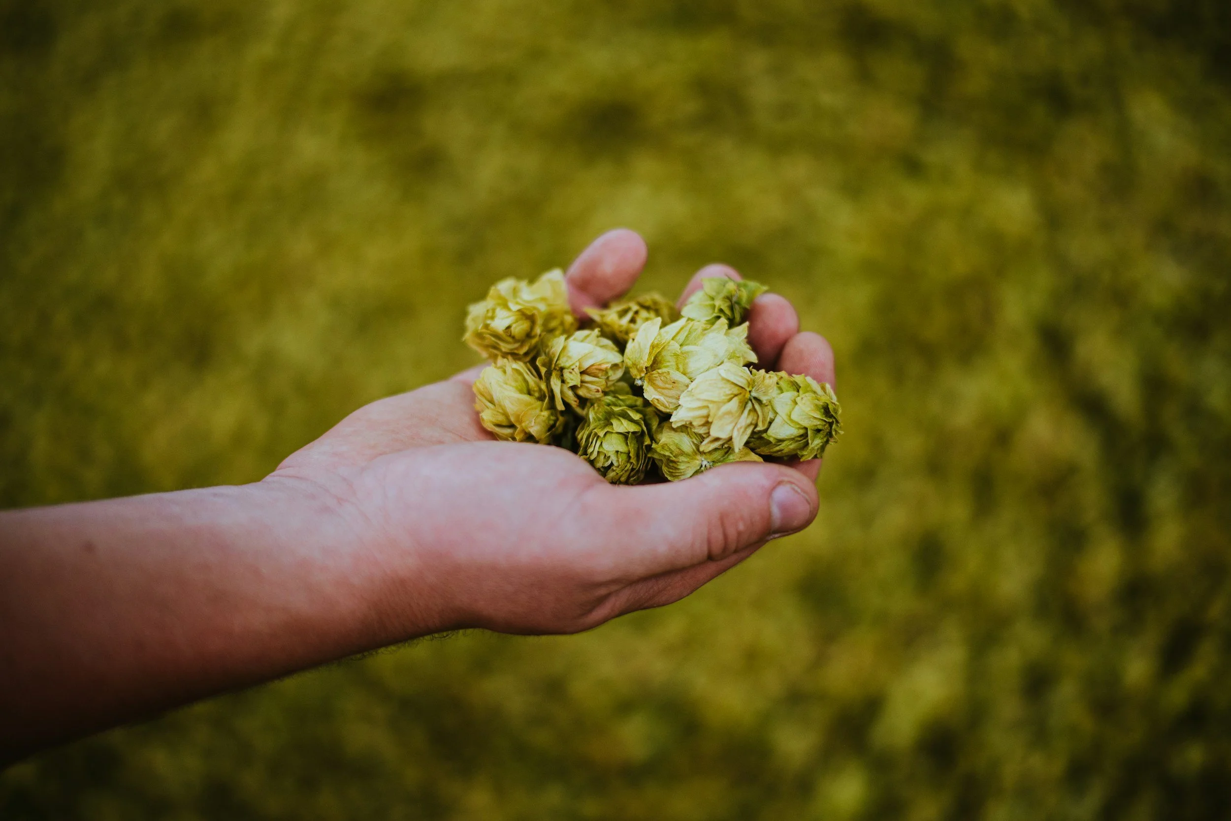 Hop Selection 11am and 1pm