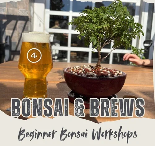 Bonsai and Brews