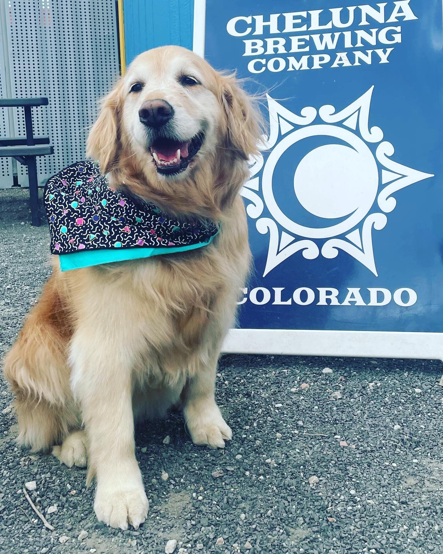 This is Rosie, a local lovely &amp; spunky seven year old pup, visiting our outside patio are near Casita Azul, our beloved blue beer shed. Plans are in the works for a year round patio buildout ~ con paciencia y persistencia ya viene, poco a poco.

