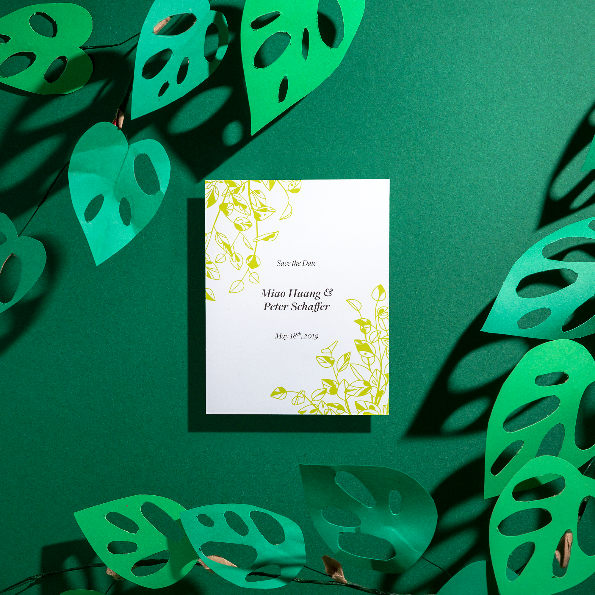 Ficus-STD.png