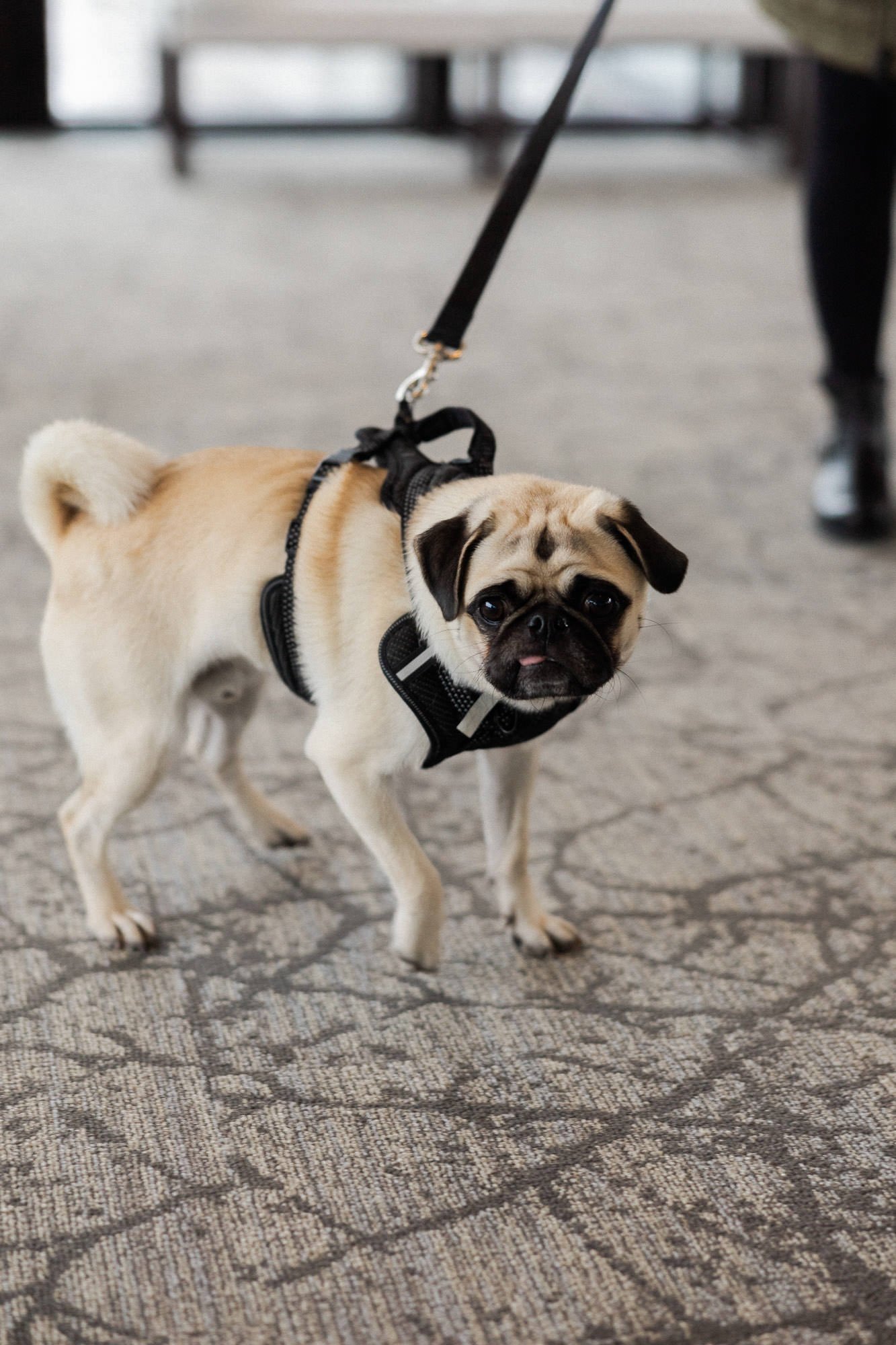 pug stands in aisle during ceremony at ironlight wedding venue in lake oswego, oregon