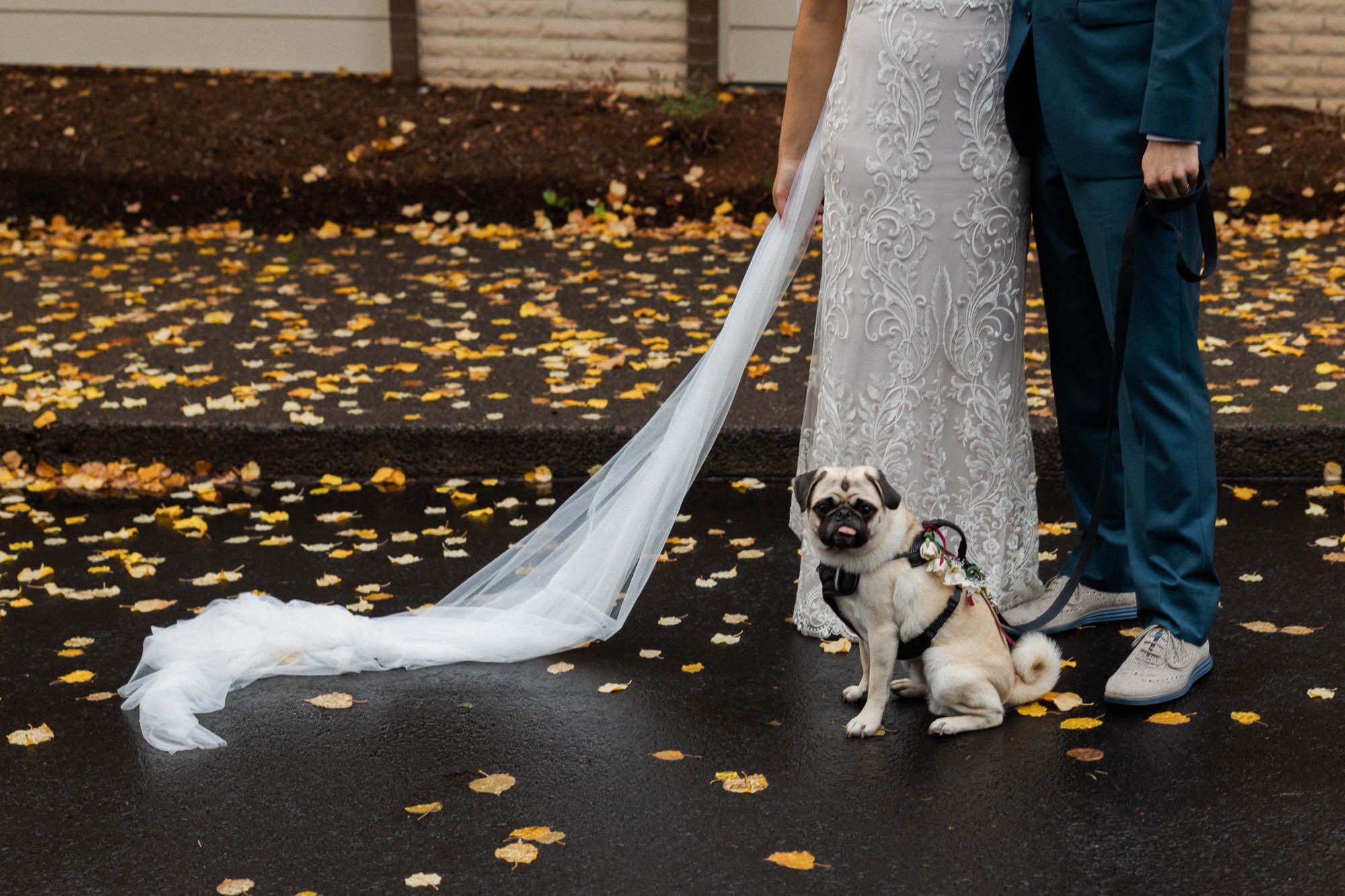 pug stands between brides dress train and grooms shoes and blue pants