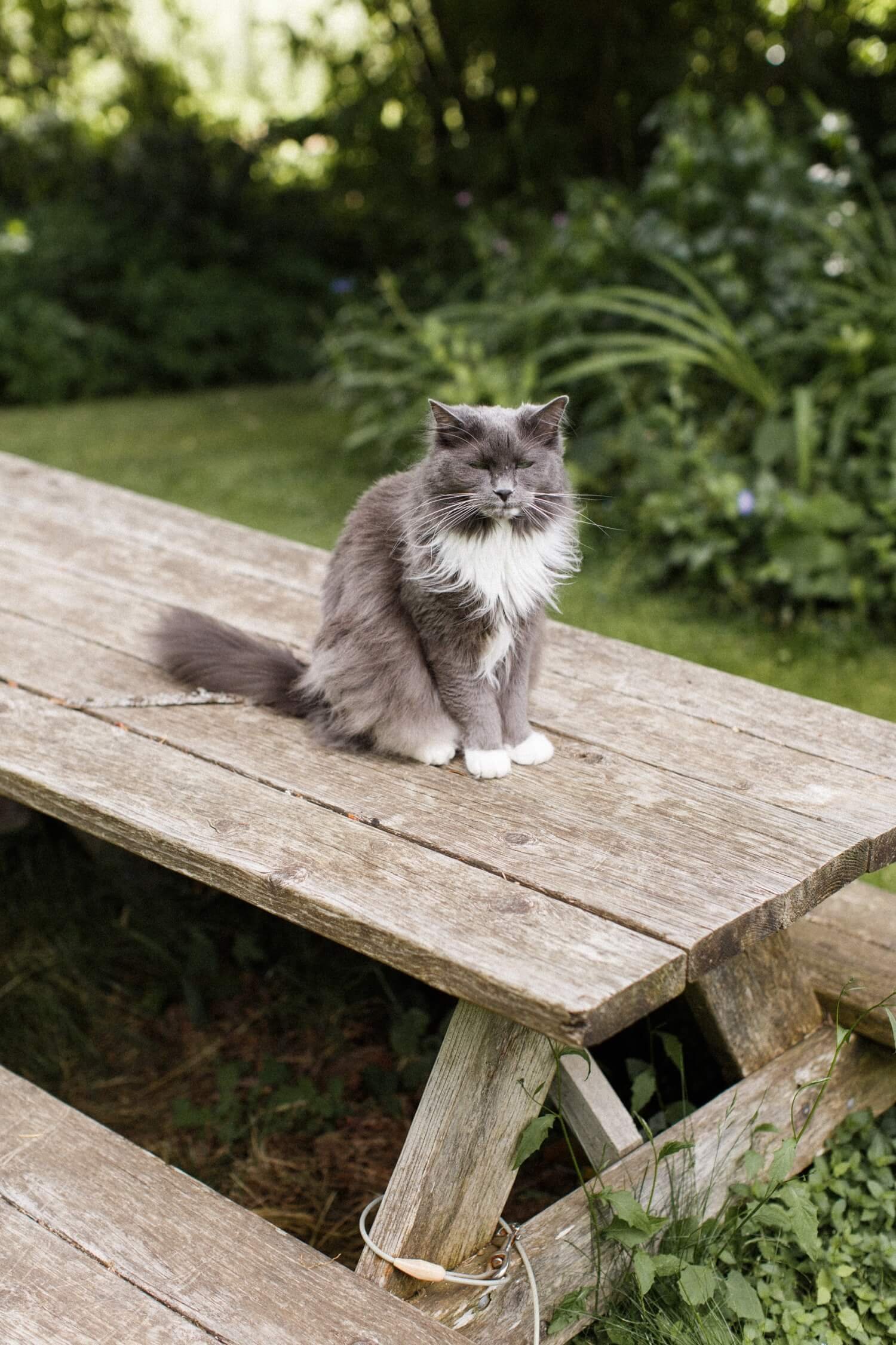 022_Mount Hood Organic Farms Wedding-2_Gray and white long-haired cat sits on wooden picnic table.jpg