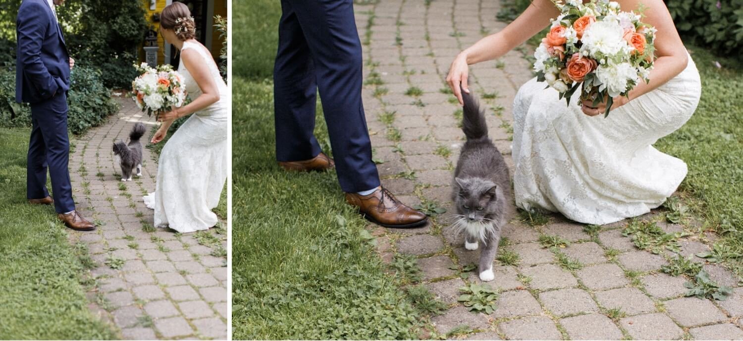 034_Mount Hood Organic Farms Wedding-White and gray cat walks between legs of bride and groom.jpg