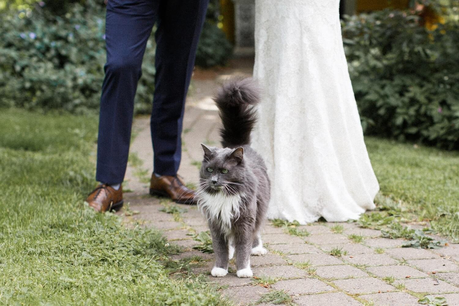 035_Mount Hood Organic Farms Wedding-White and gray cat stands between bride and groom.jpg