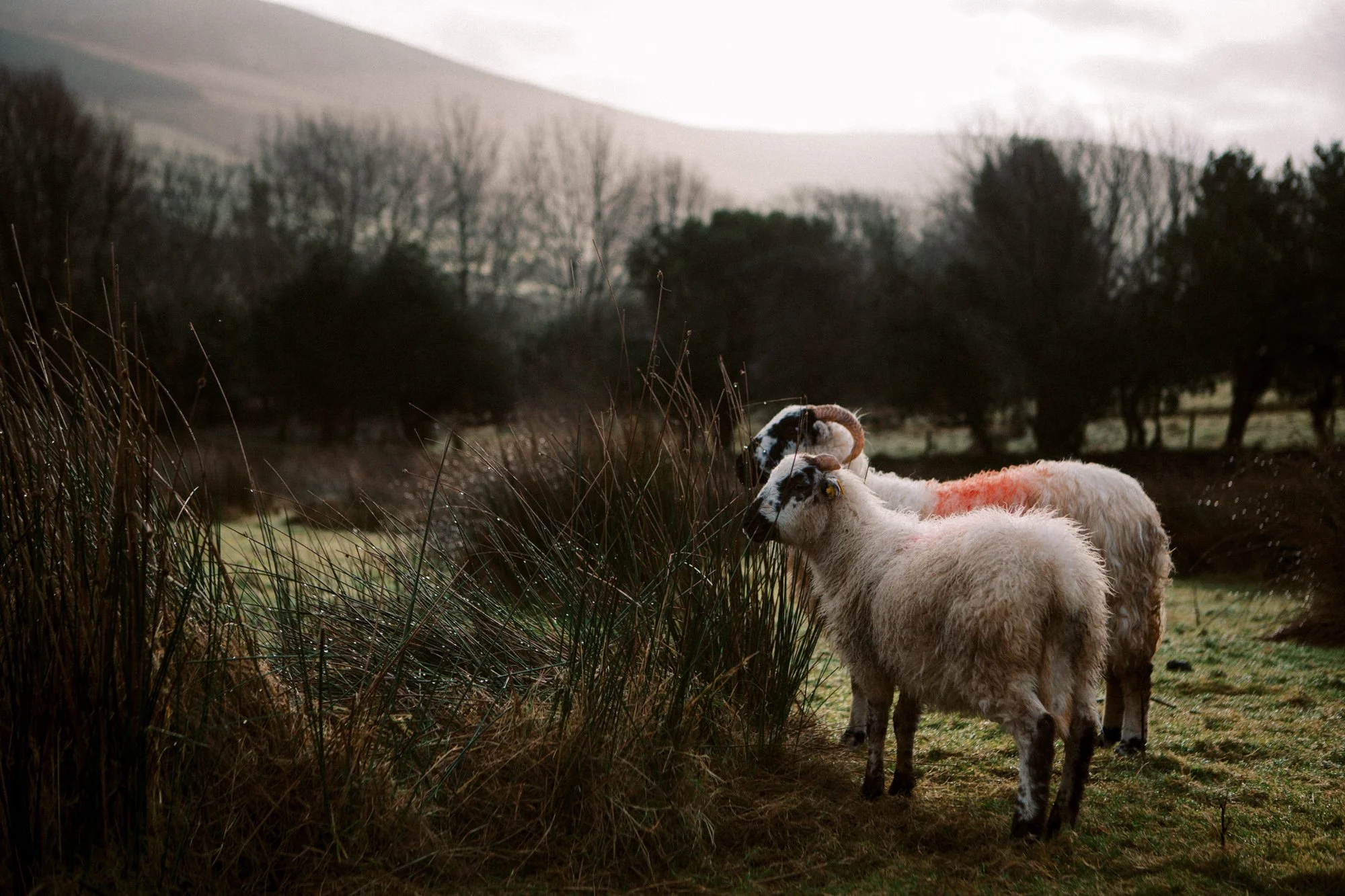 Ireland Sheep Farm-9.jpg