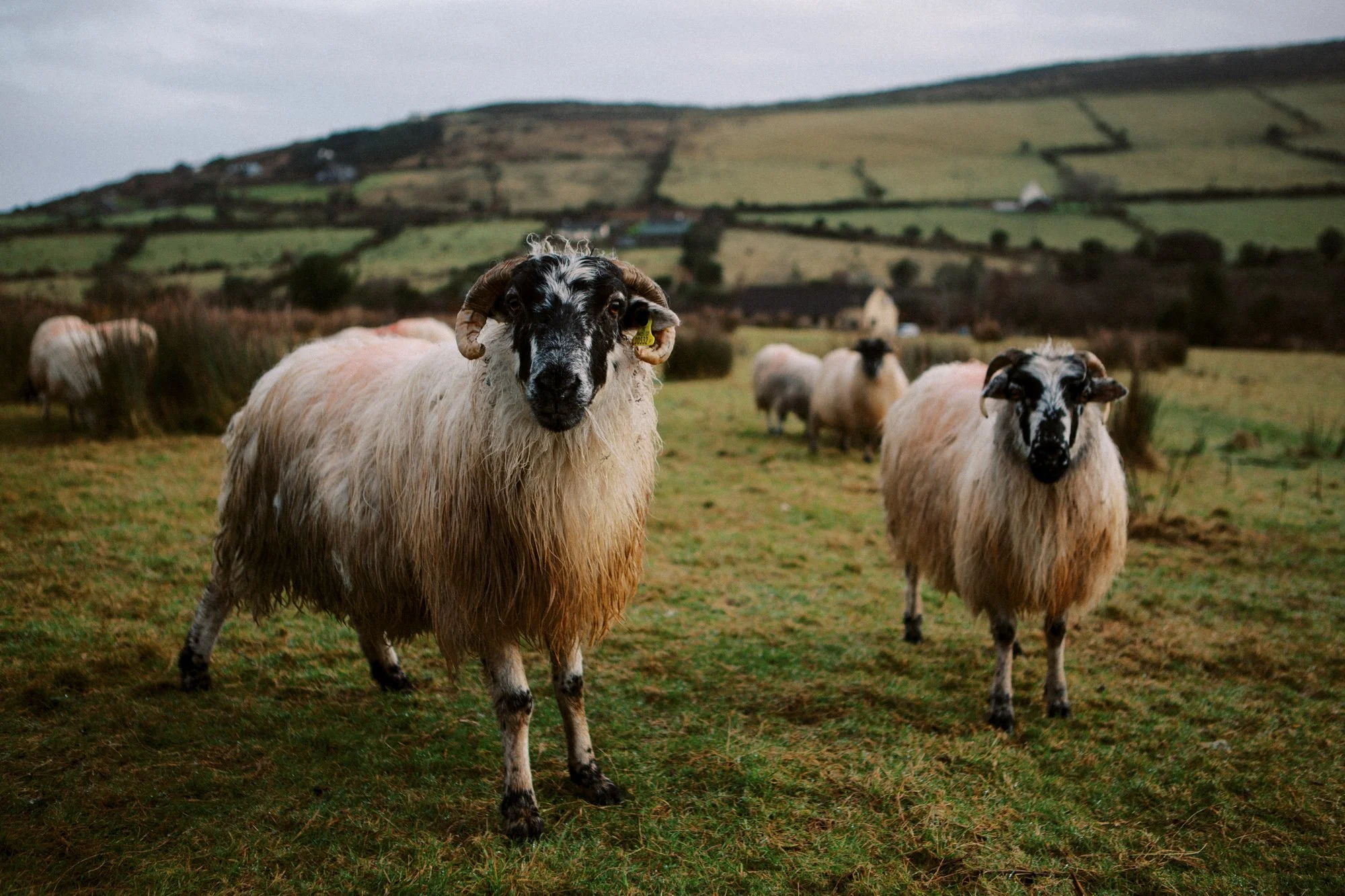 Ireland Sheep Farm-8.jpg