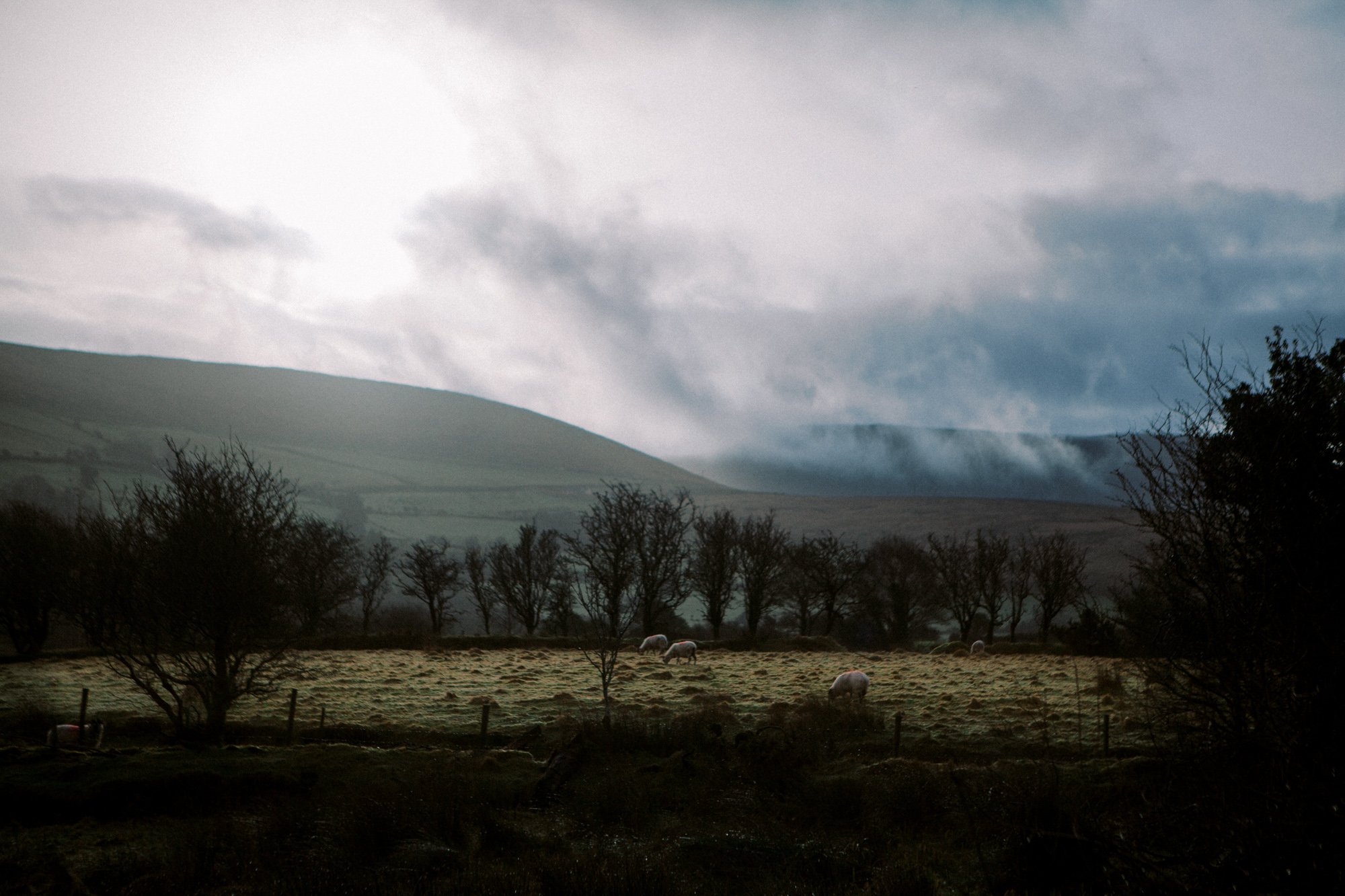 Ireland Sheep Farm-10.jpg