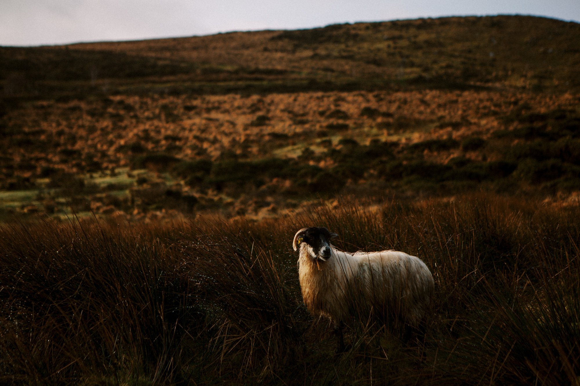 Ireland Sheep Farm-14.jpg