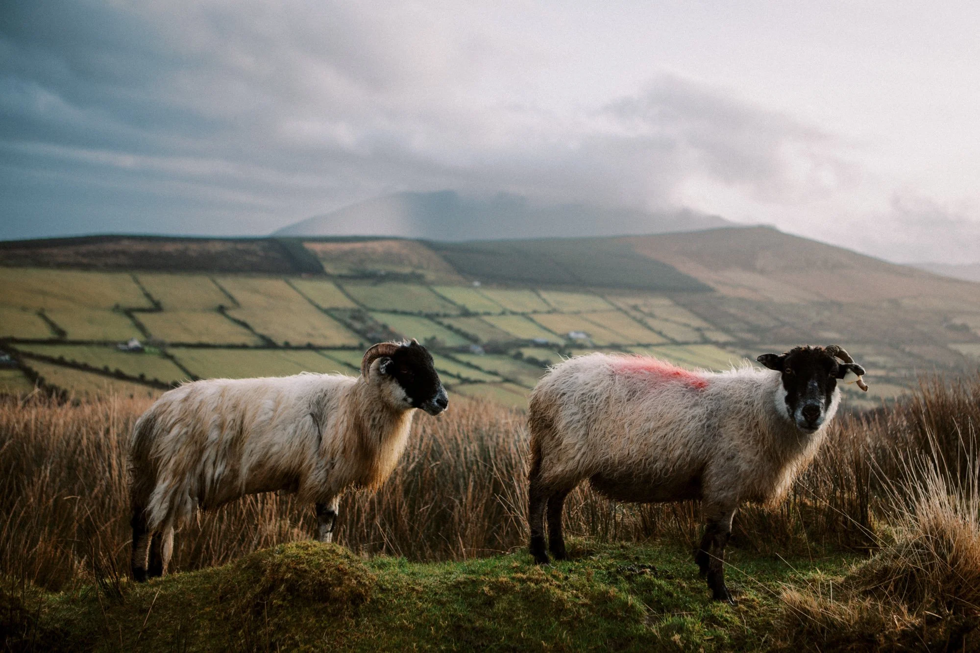 Ireland Sheep Farm-15.jpg