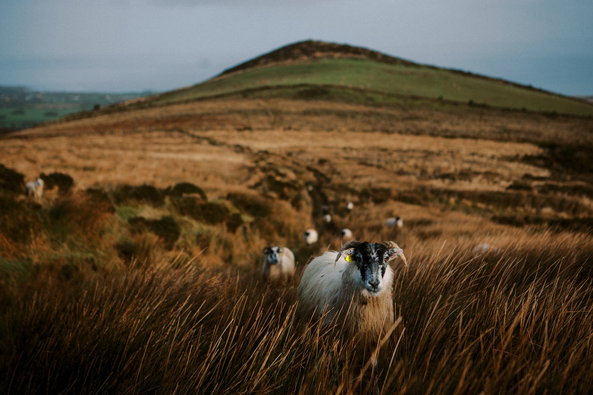 Ireland Sheep Farm-16.jpg