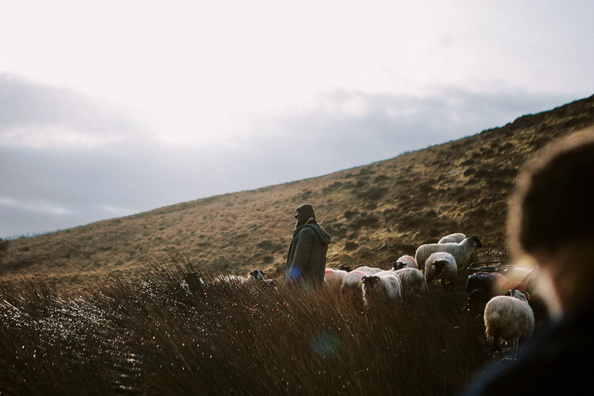 Ireland Sheep Farm-17.jpg