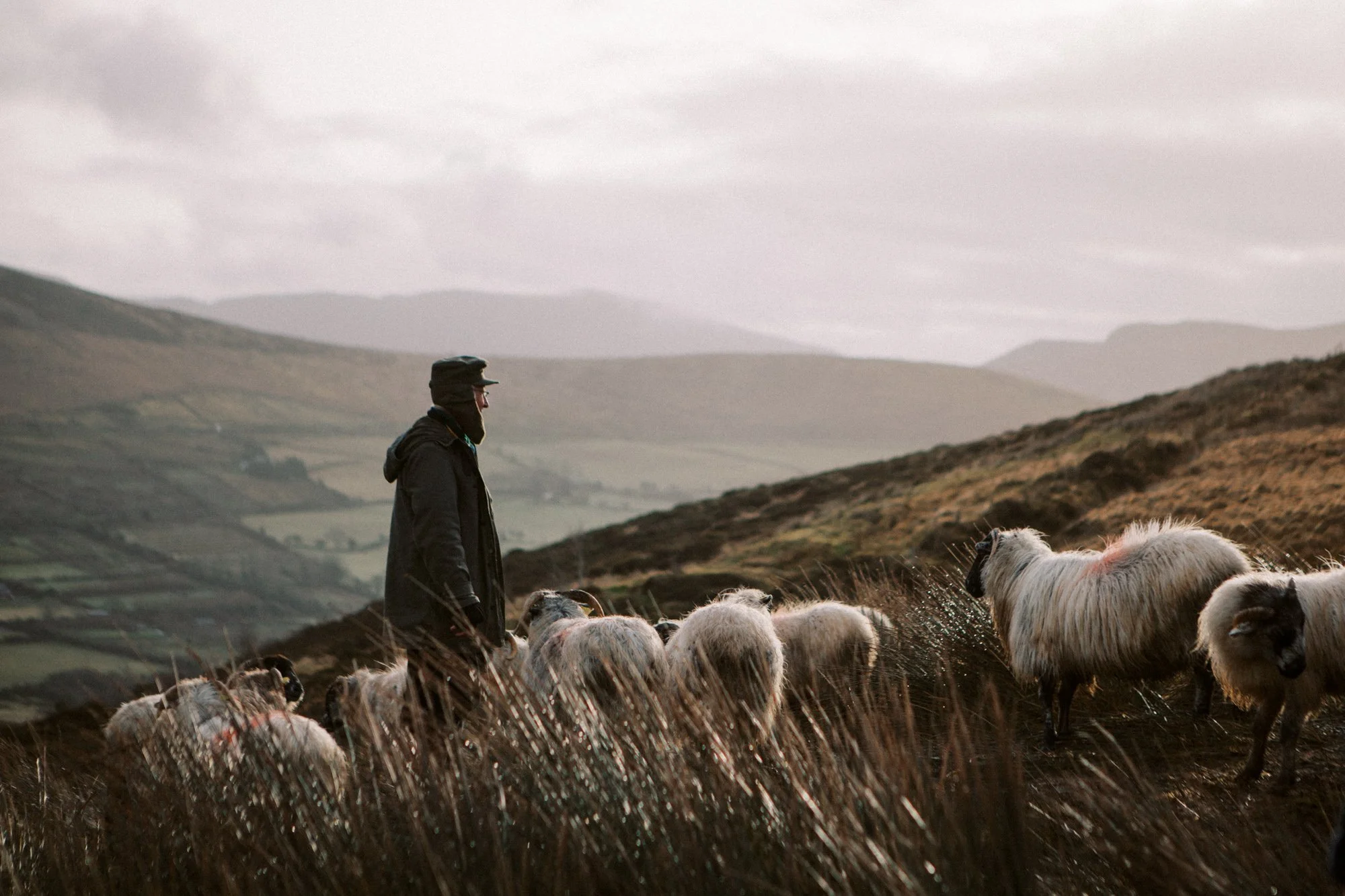 Ireland Sheep Farm-18.jpg