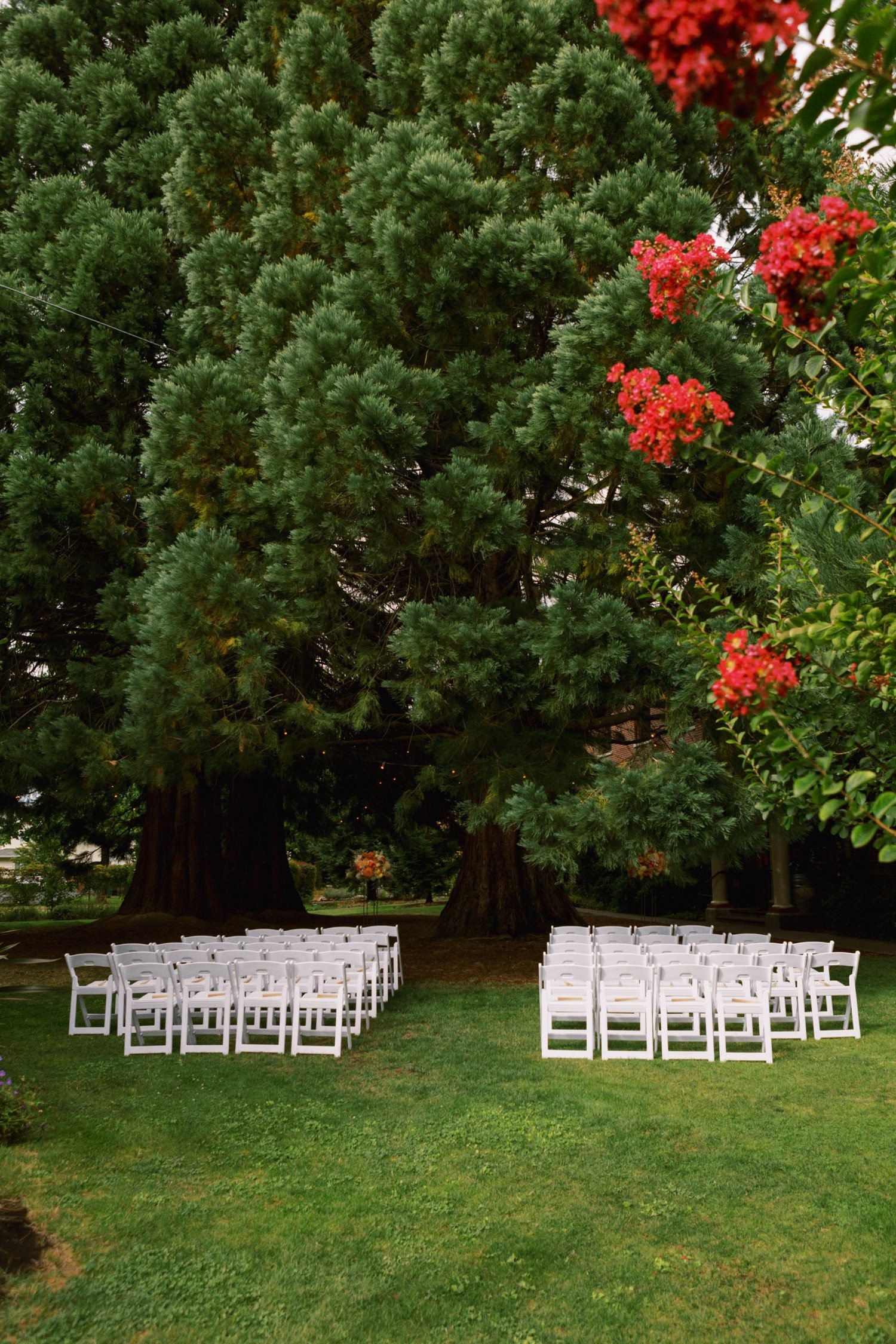  white chairs sit in front of sequoia trees at mcmenamins grand lodge 