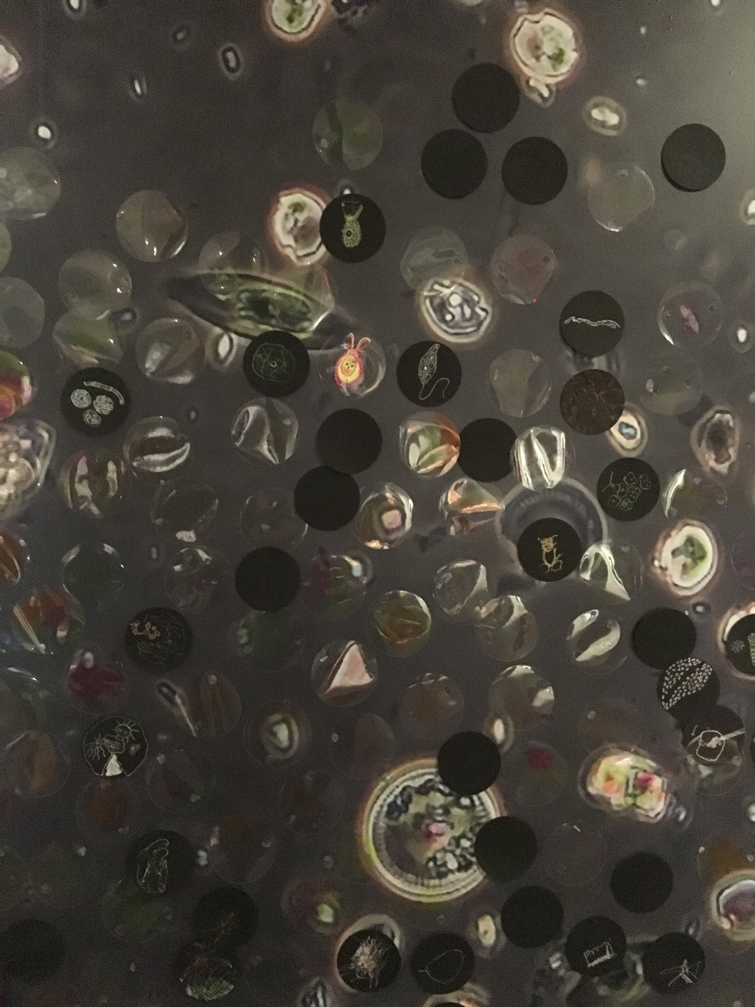 Petri Dish Wall - "Hidden in Plain View"