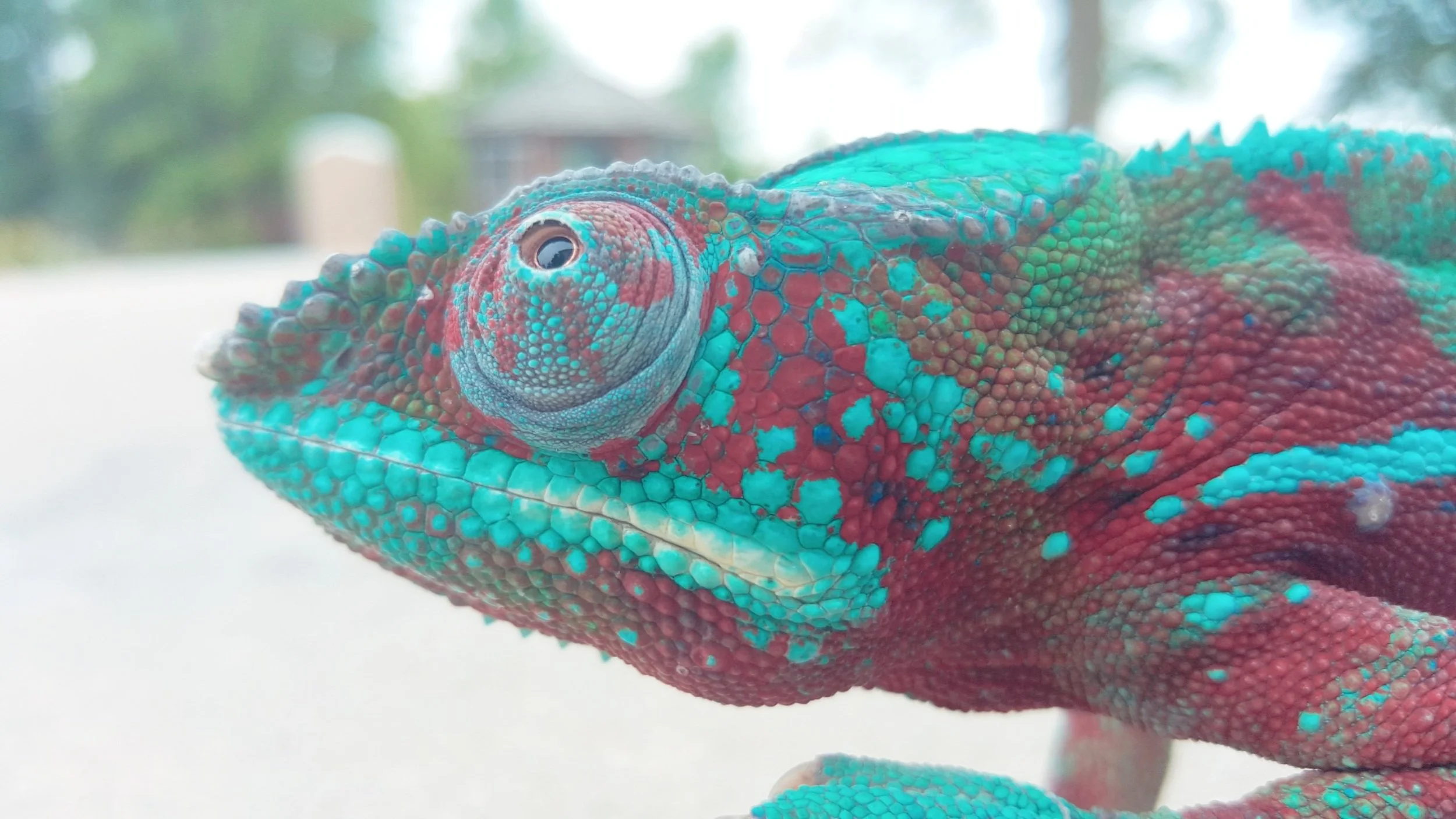 Chameleon Camouflage