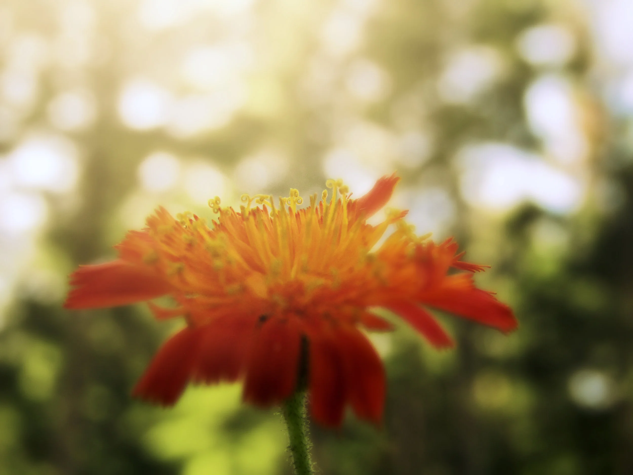 Pilosella aurantiaca