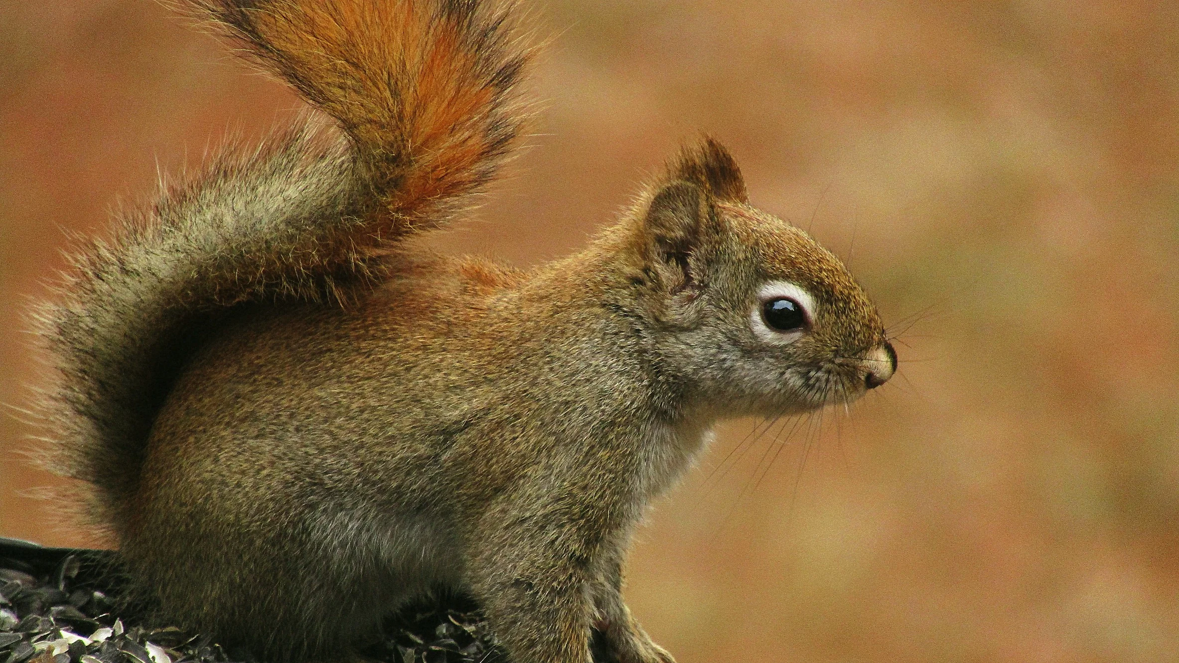 Squirrel On the Feeder
