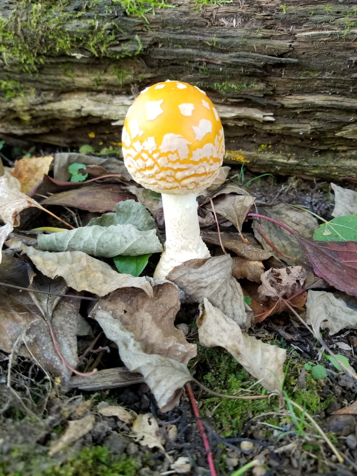 Fall Mushroom