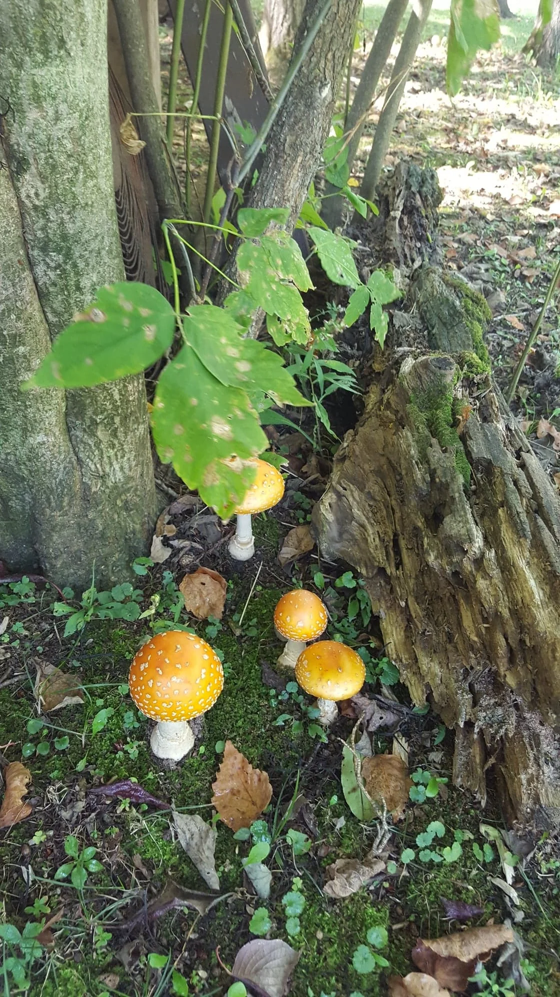 Fall Fairy Garden