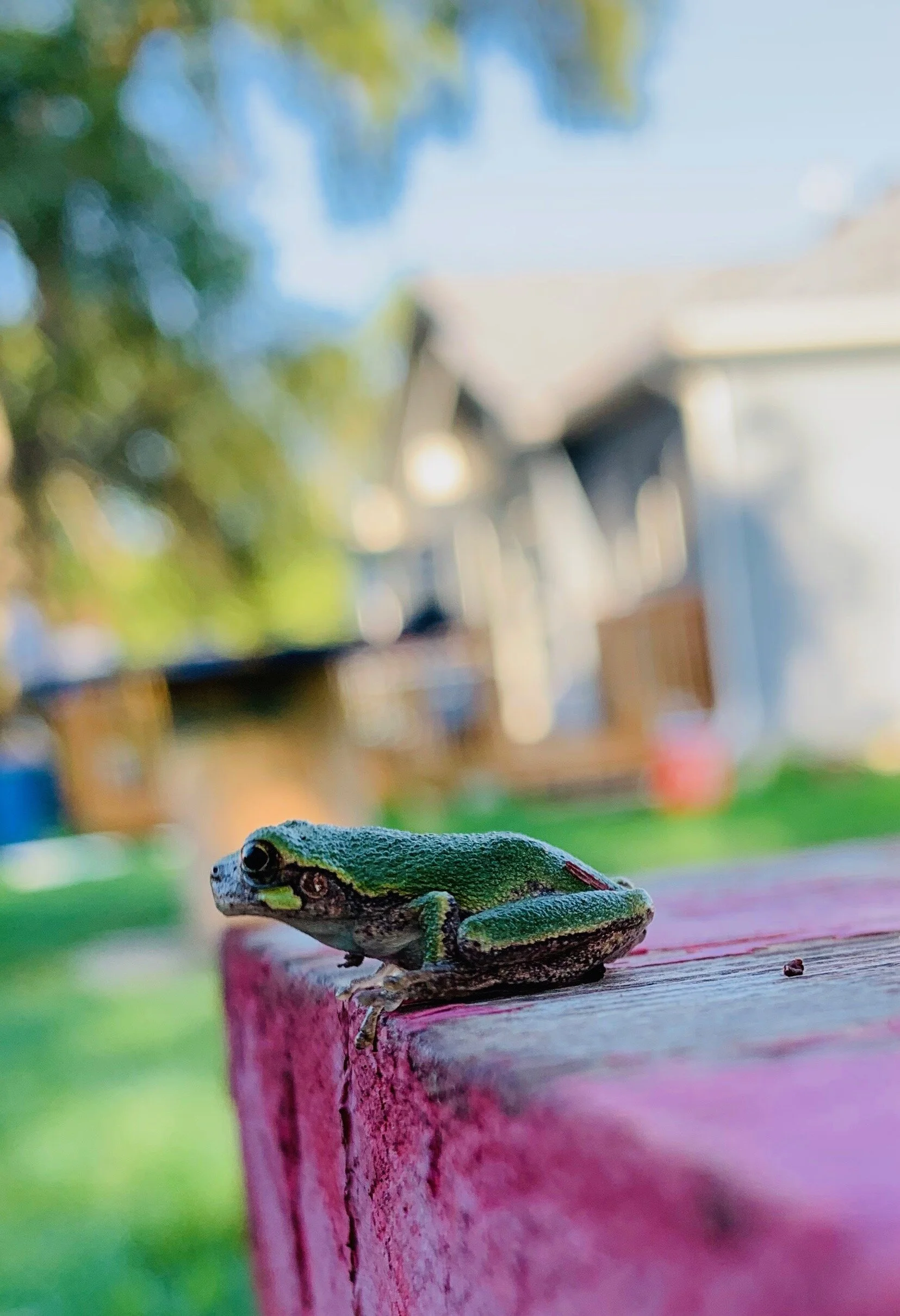 A frog I found in the middle of no were.