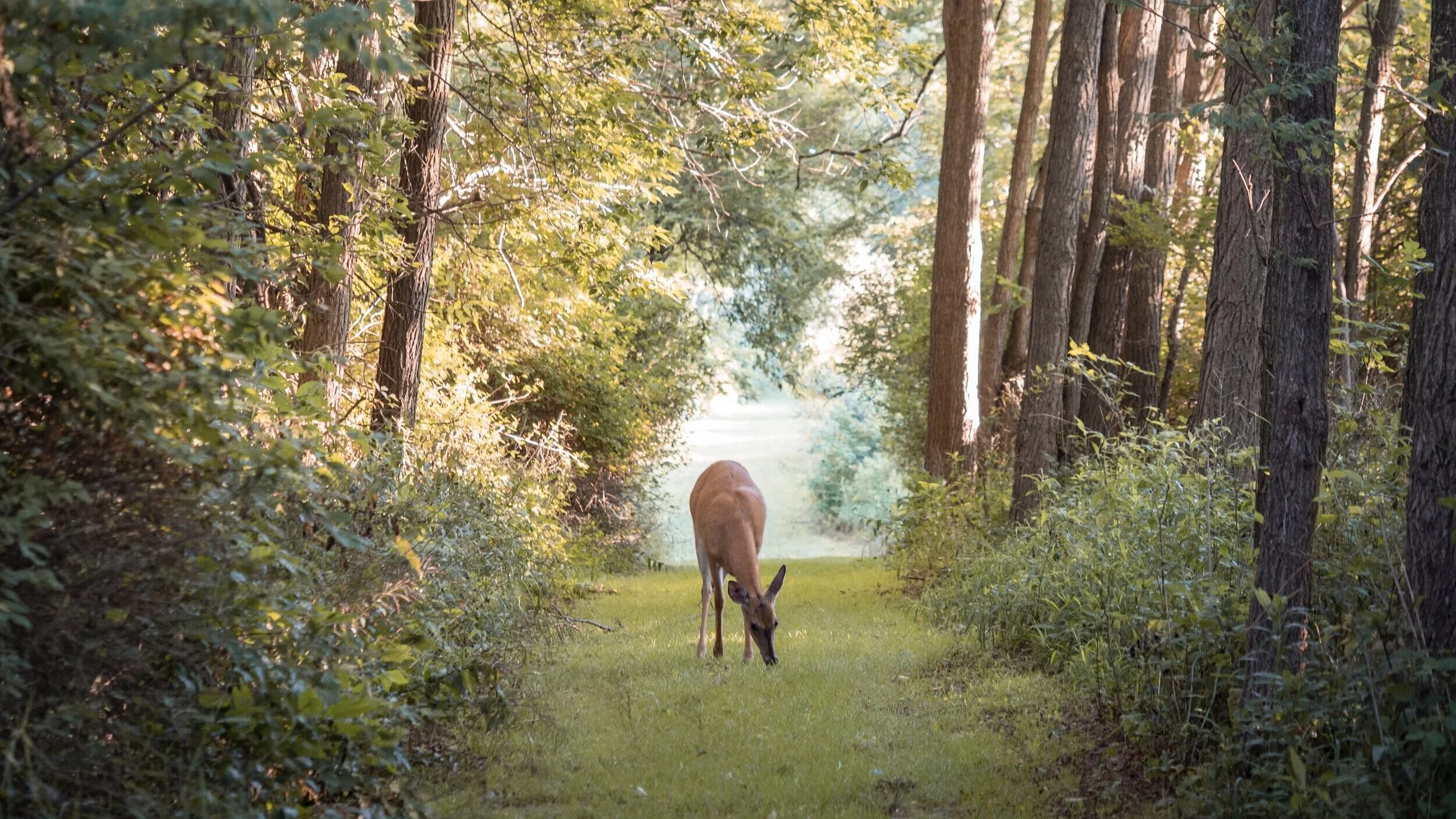 Grove Arboretum - a Positive Vision for Emmer Green &amp; Reading