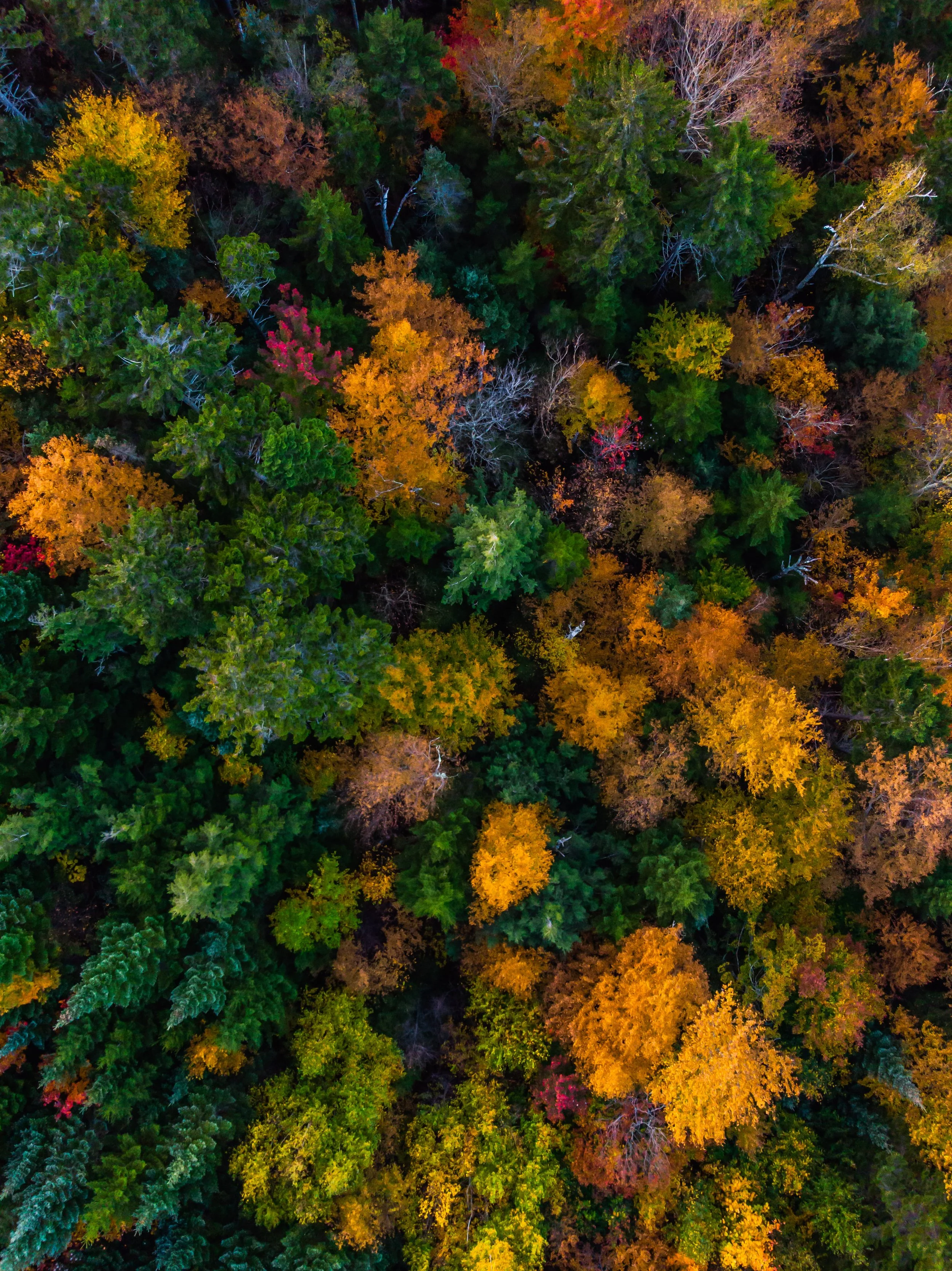 New Hampshire Autumn extra-40.jpg
