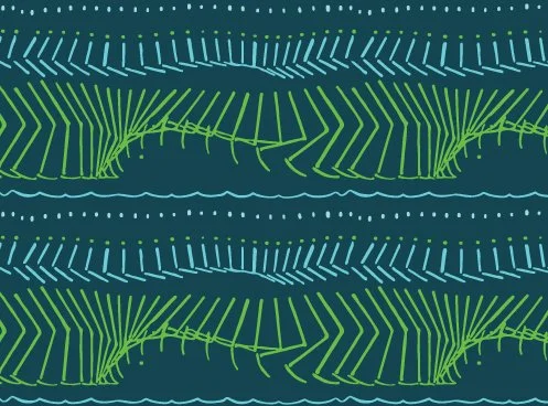 Australian flora illustration