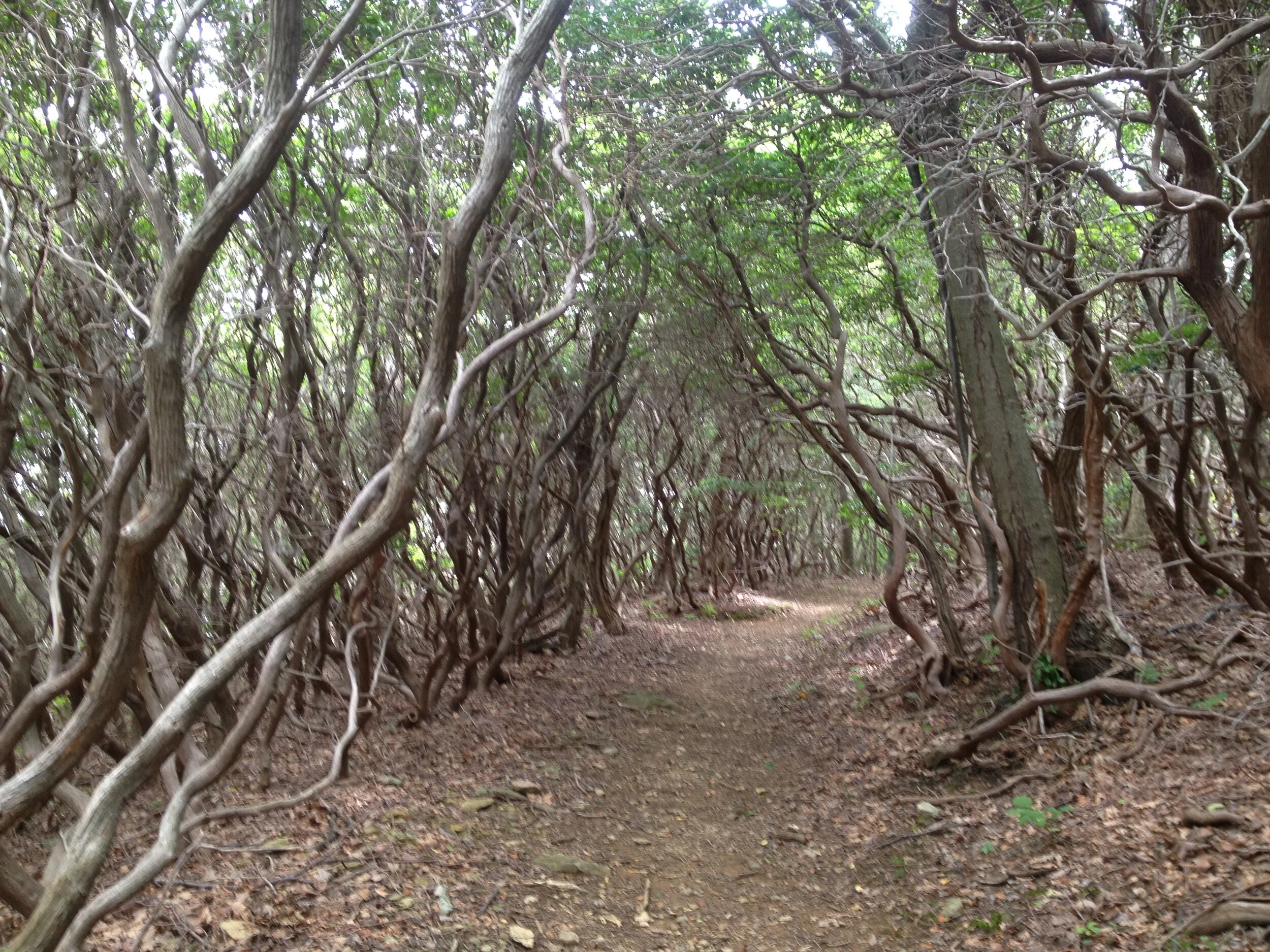 Canopy of trees at Bear Church Rock hike.JPG