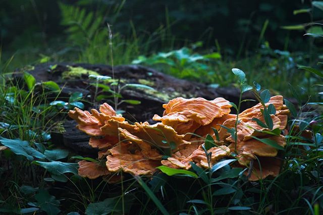 Chicken of the woods