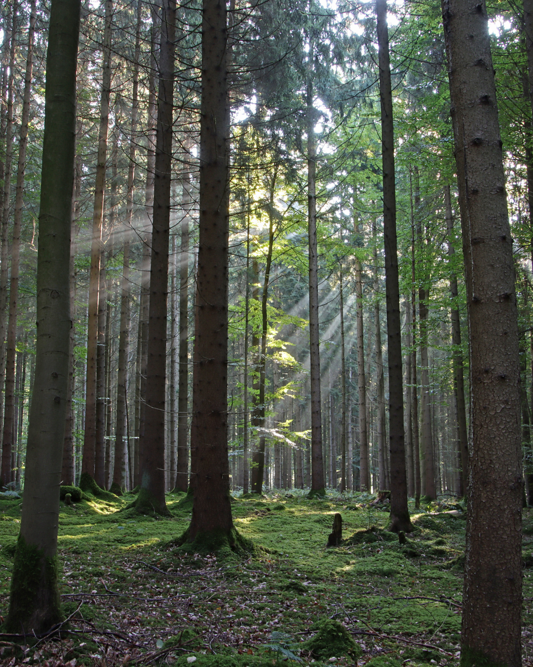 TAPPICon: The Premier Conference for Sustainable Forest Products Producers