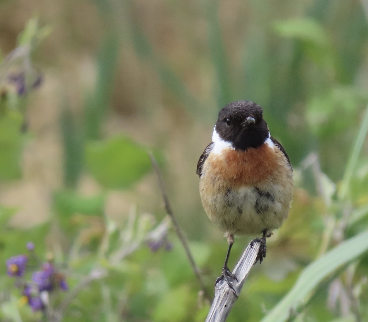 One of my favourite pictures so far - a beautiful stonechat