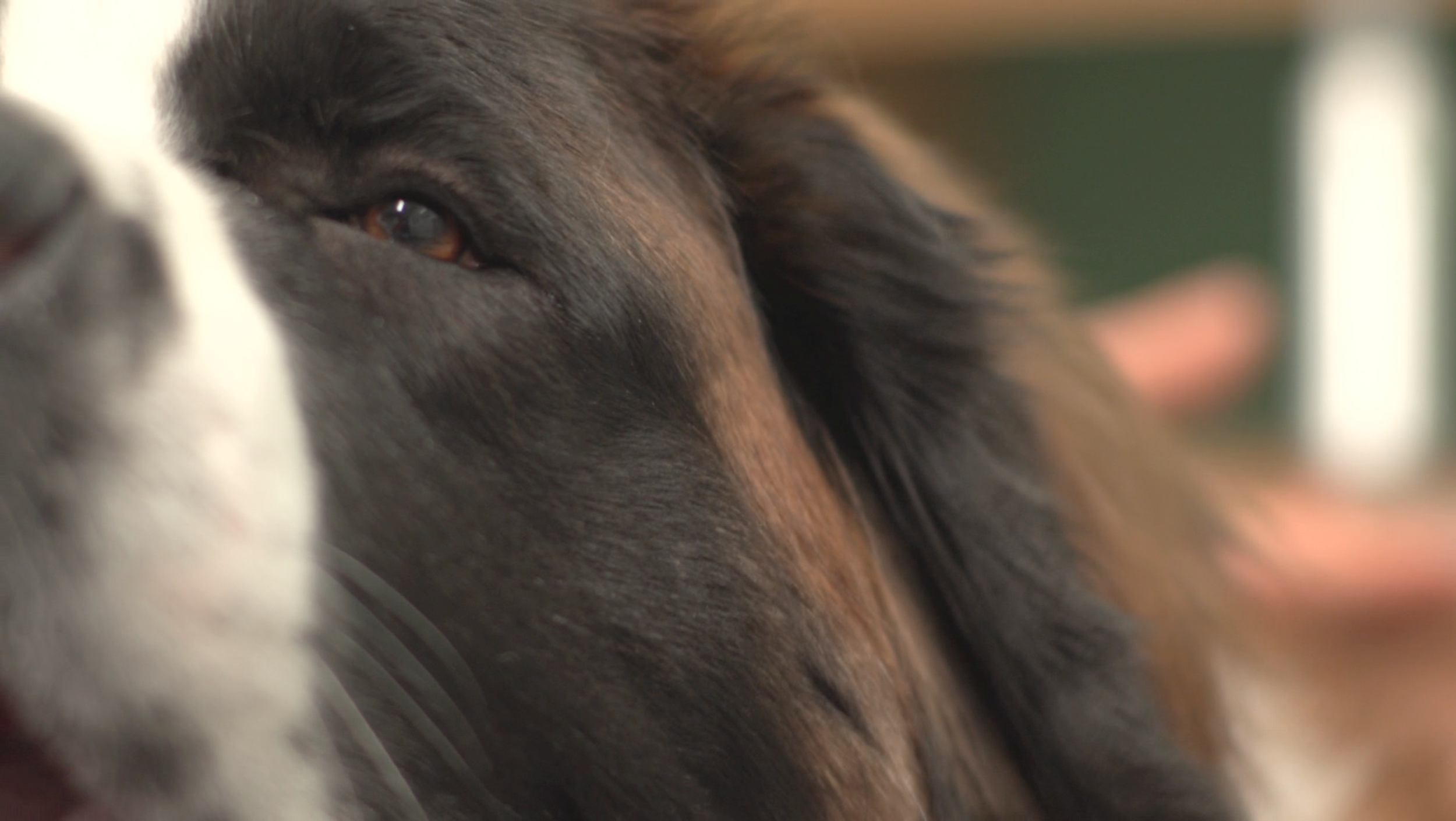 Screen Shot 2018-07-20 at 12.05.24 AM.png