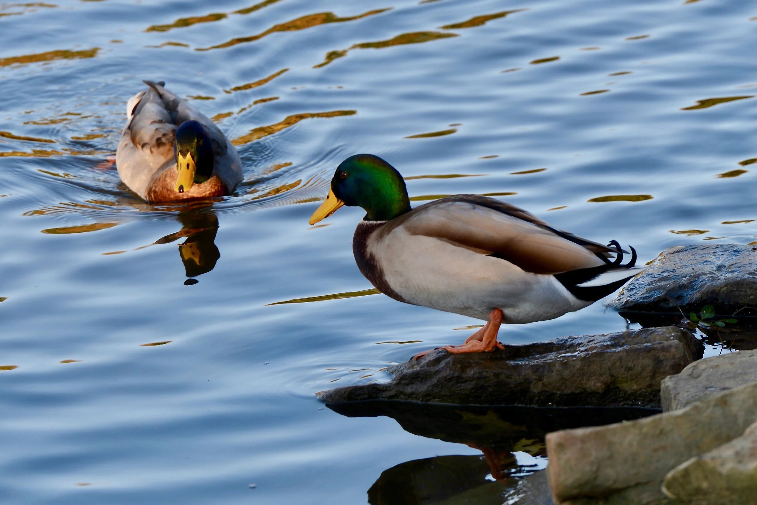 Local Residents