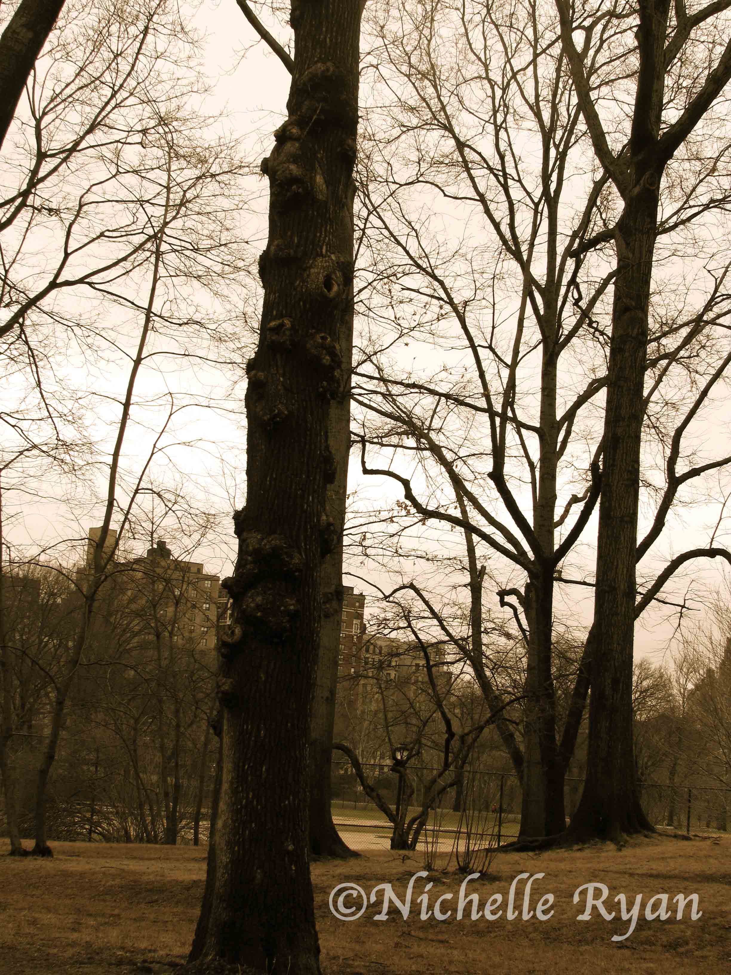 tree.jpg