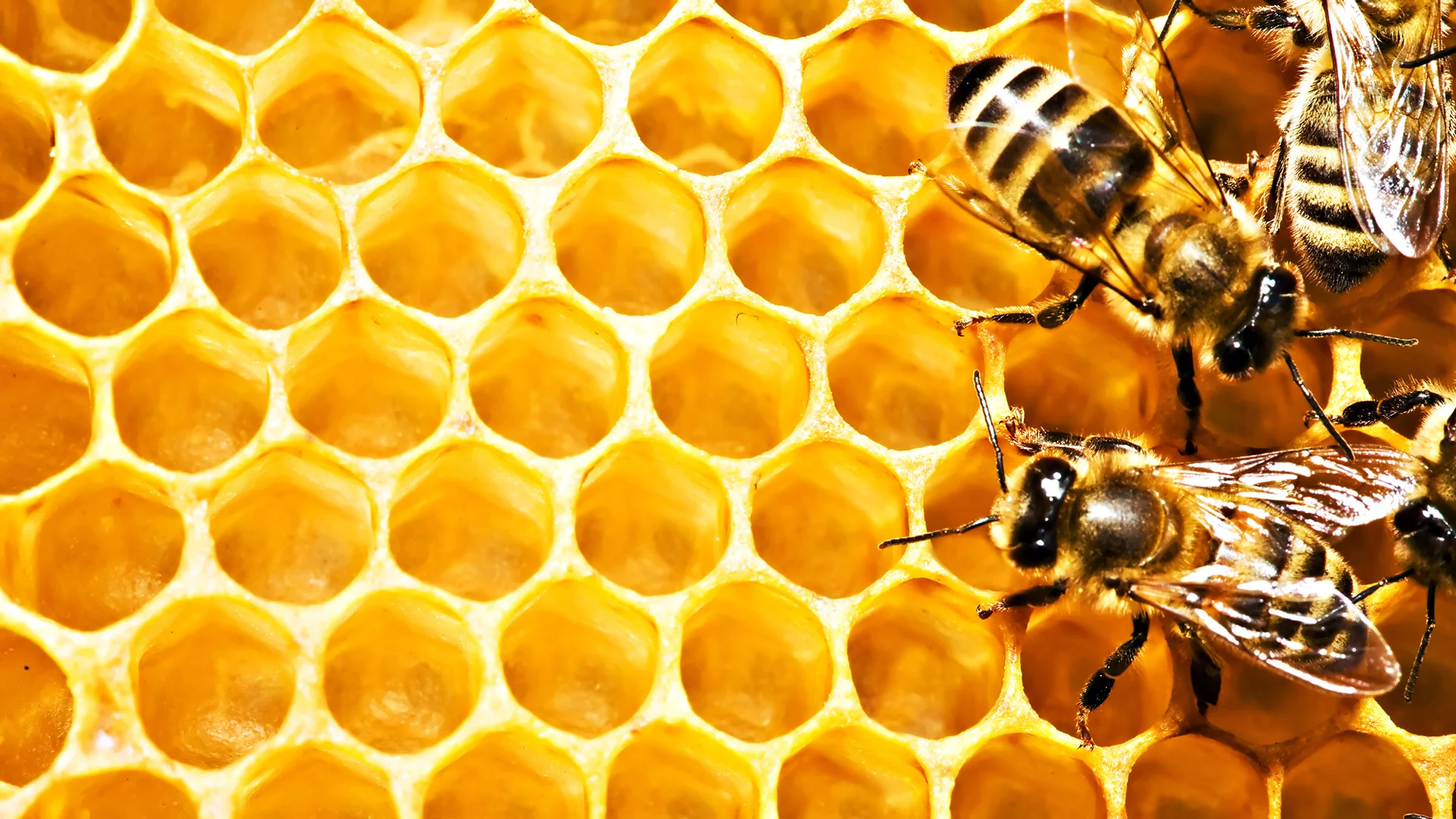 69876465-bees-wallpapers.jpg