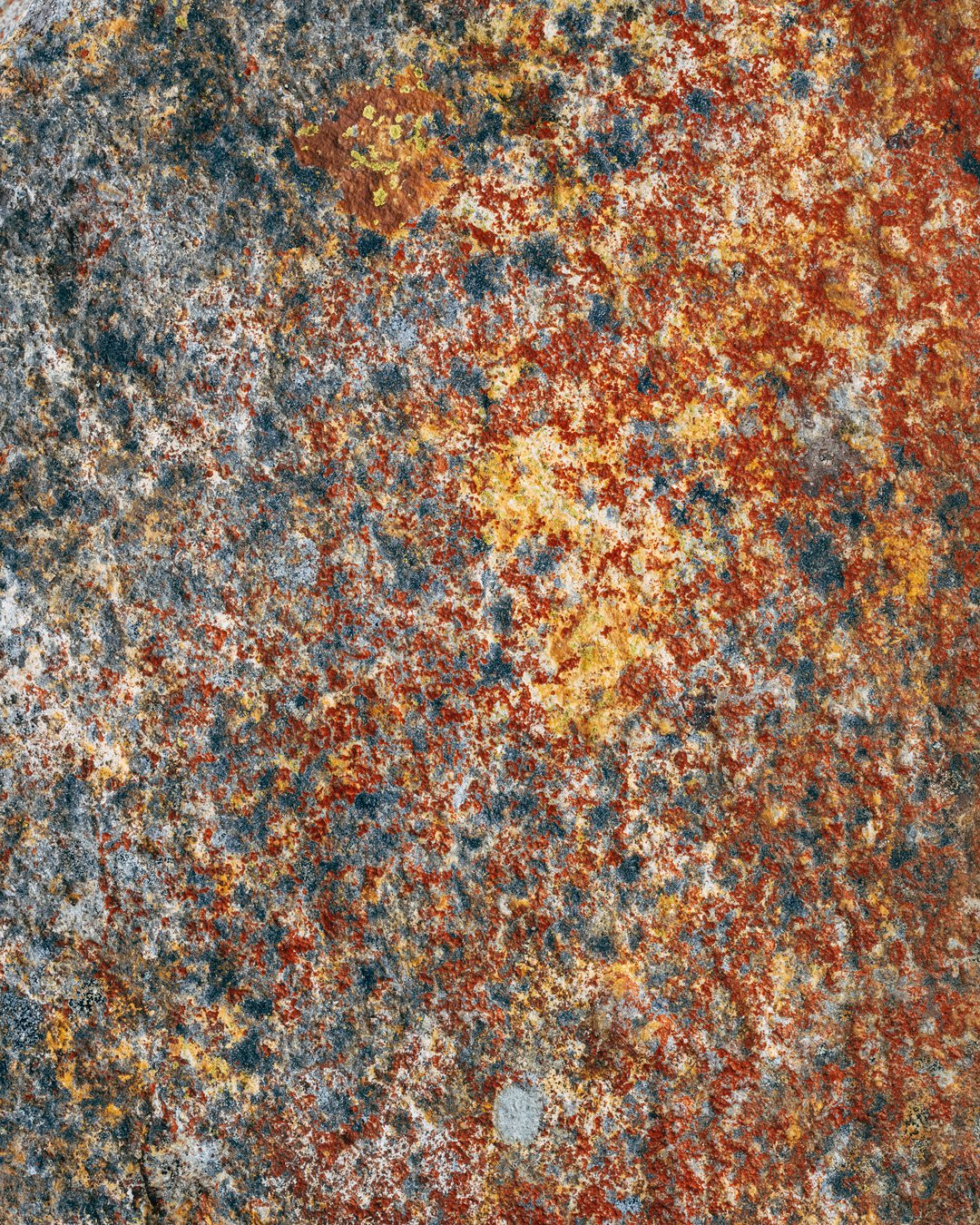 Map Lichen, Tongariro – 8x10"