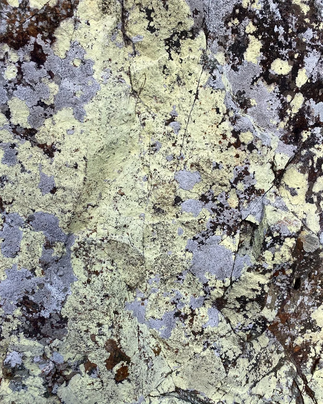 Crustose Lichen, Tongariro – 8x10"
