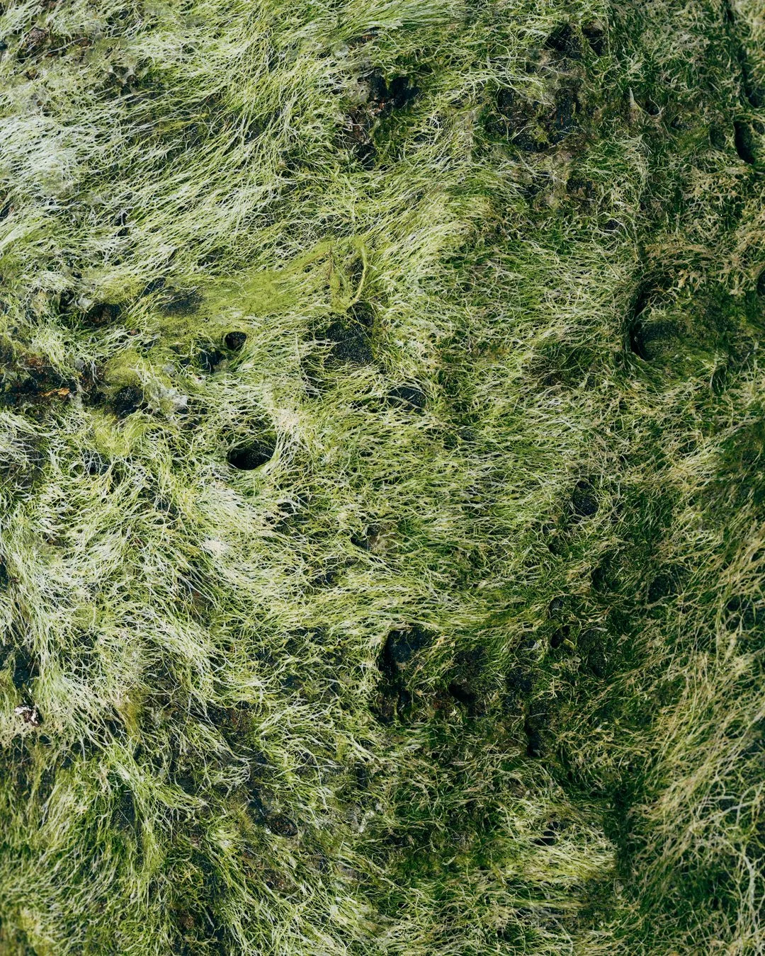 Filamentous Algae, Te Henga – 8x10"