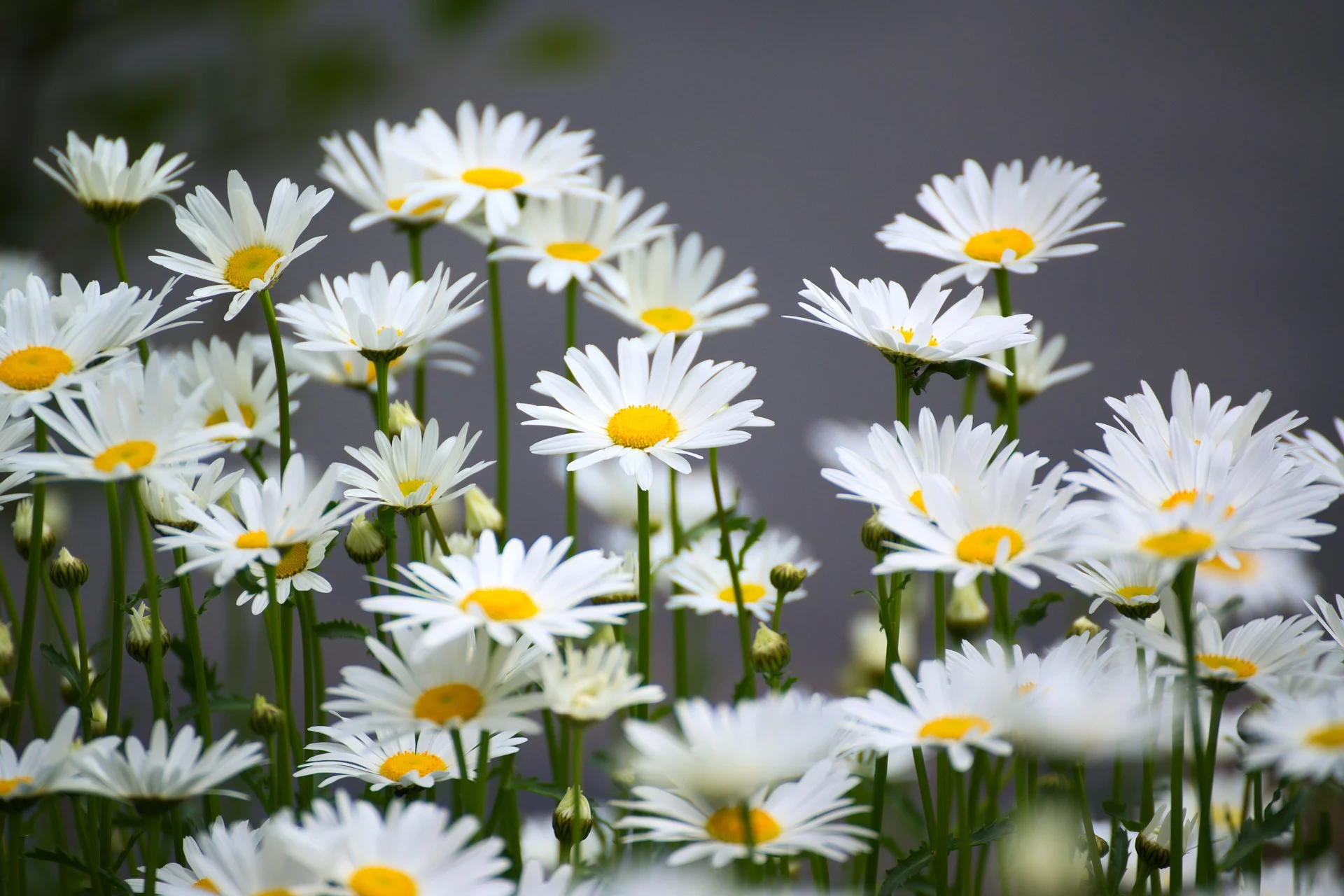 Image by Evgeni Tcherkasski from Pixabay