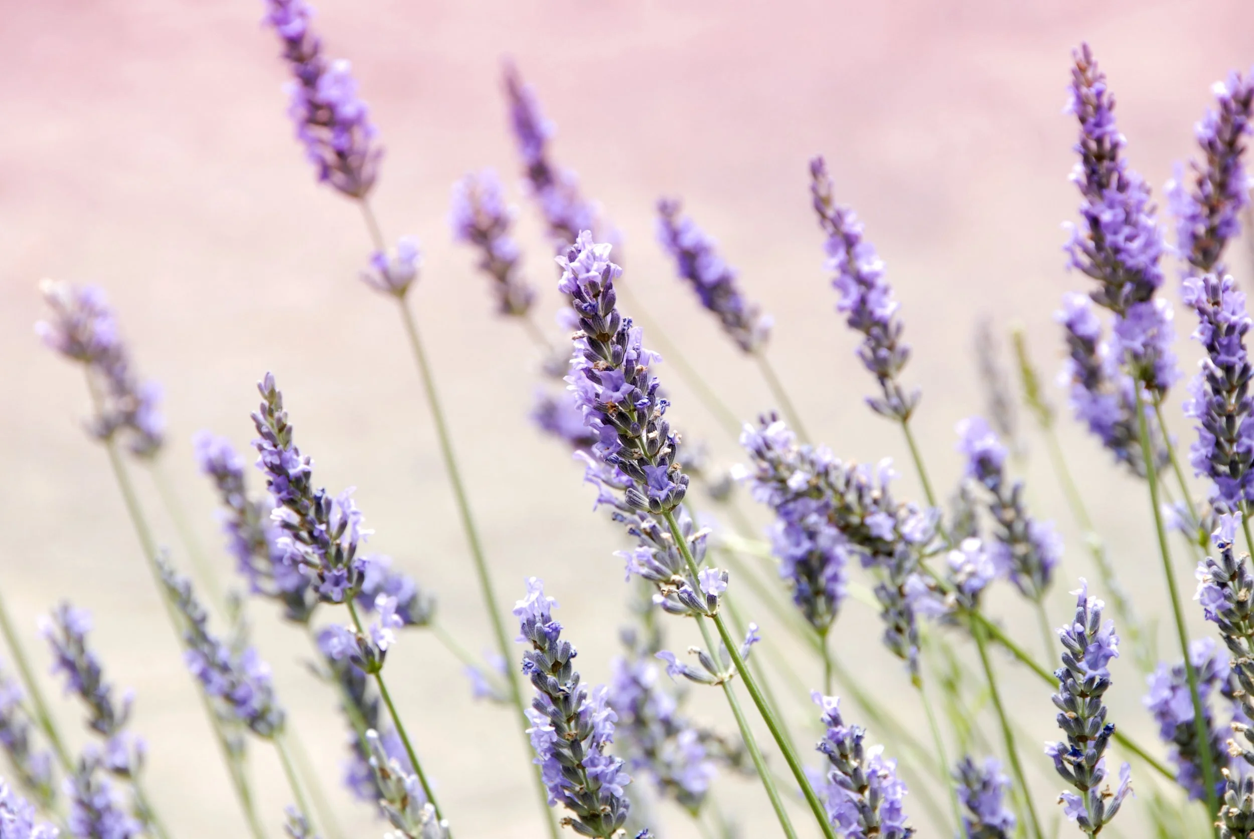 Photo by Janine Joles on Unsplash
