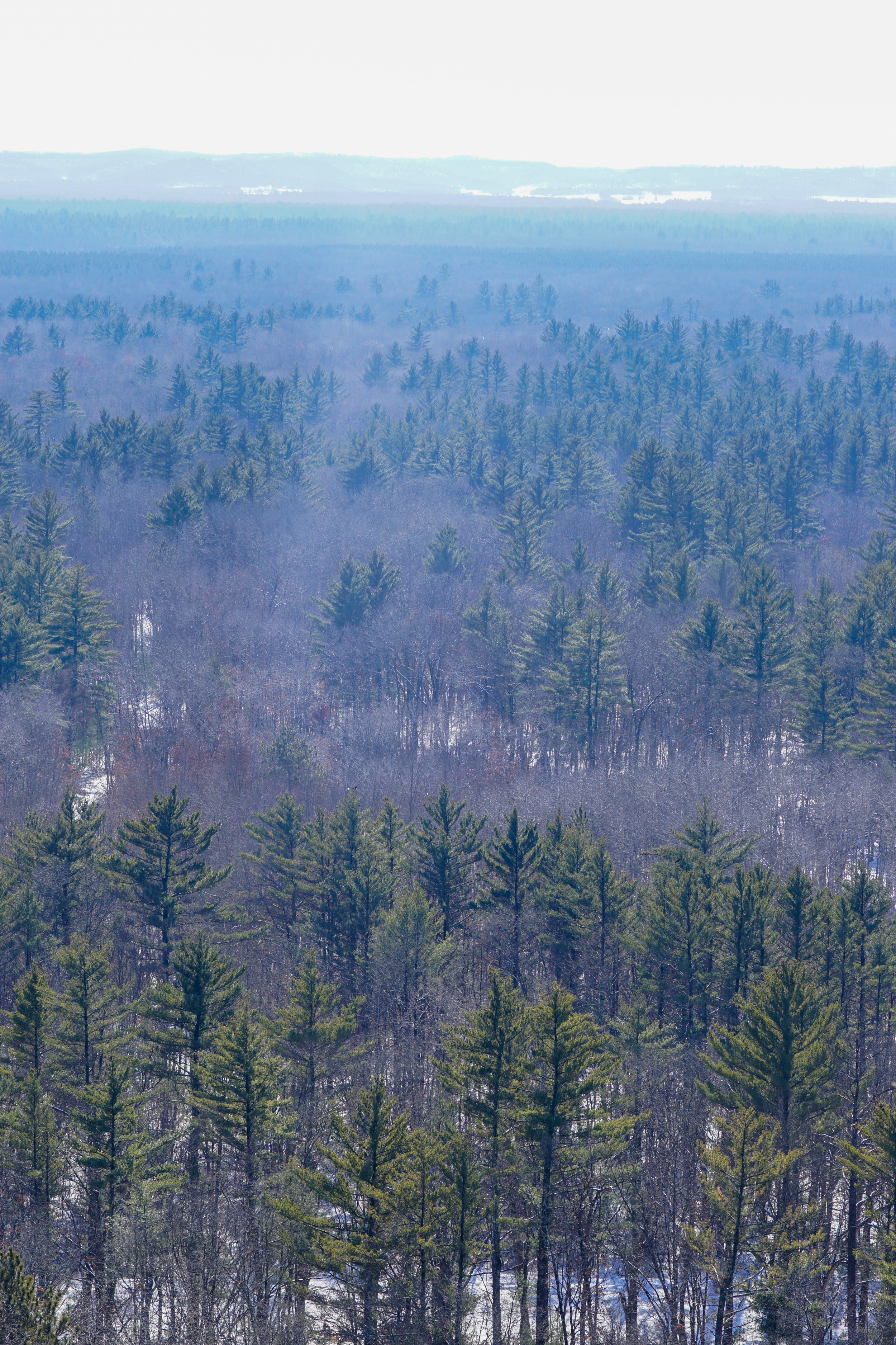 Castle Mound Pine Forest (#16) - 2/26/22