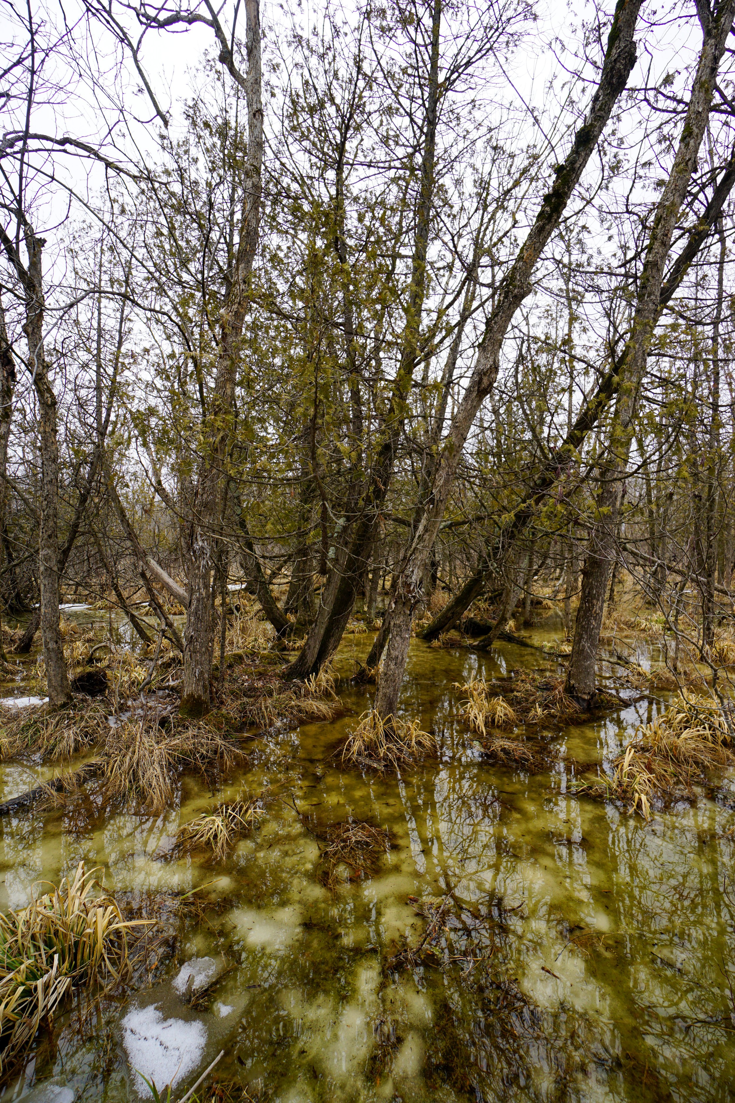 Mullet Creek White Cedar Wetlands (#676) - 3/6/22