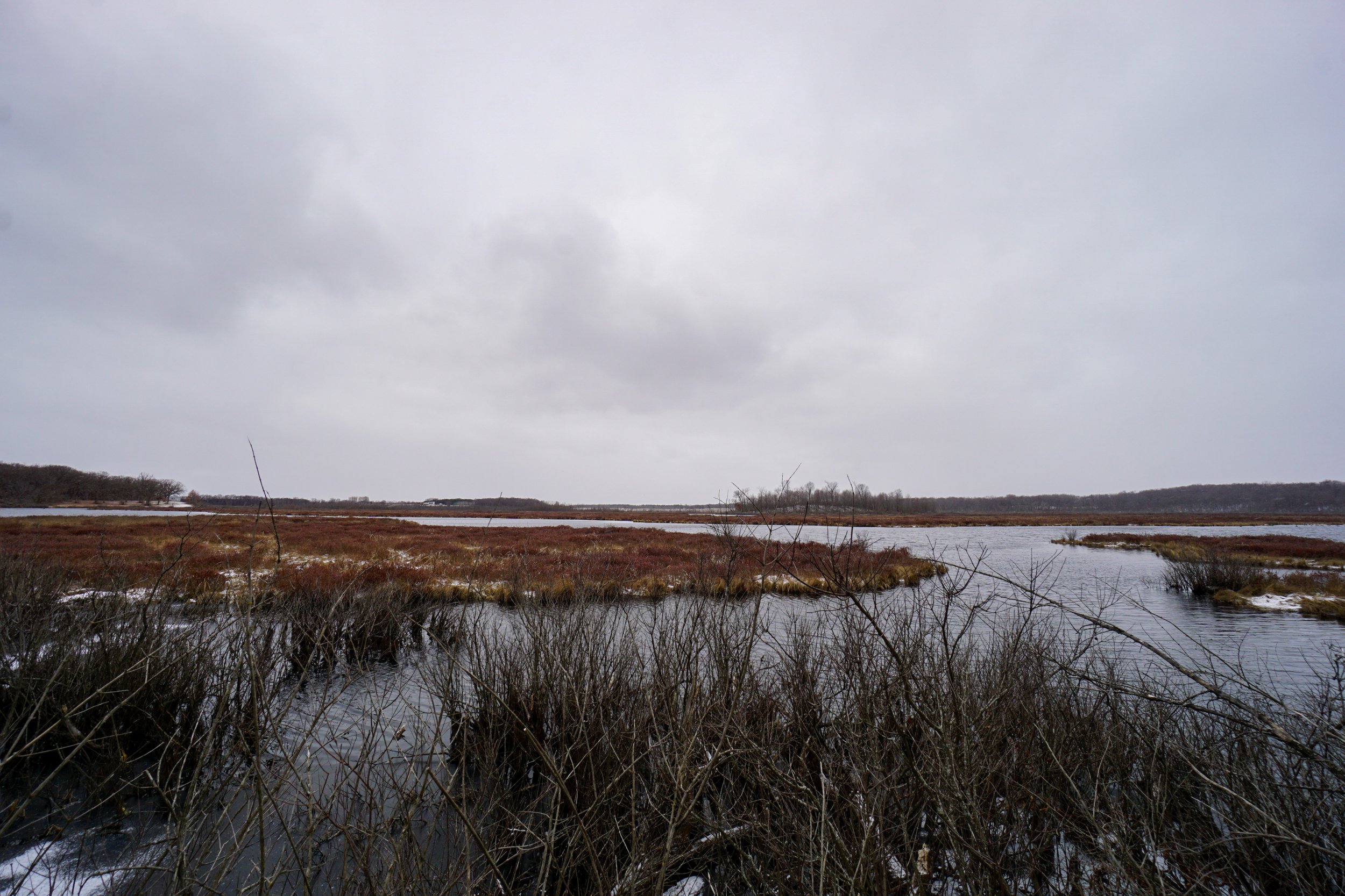 Hook Lake Bog (#242) - 3/26/22